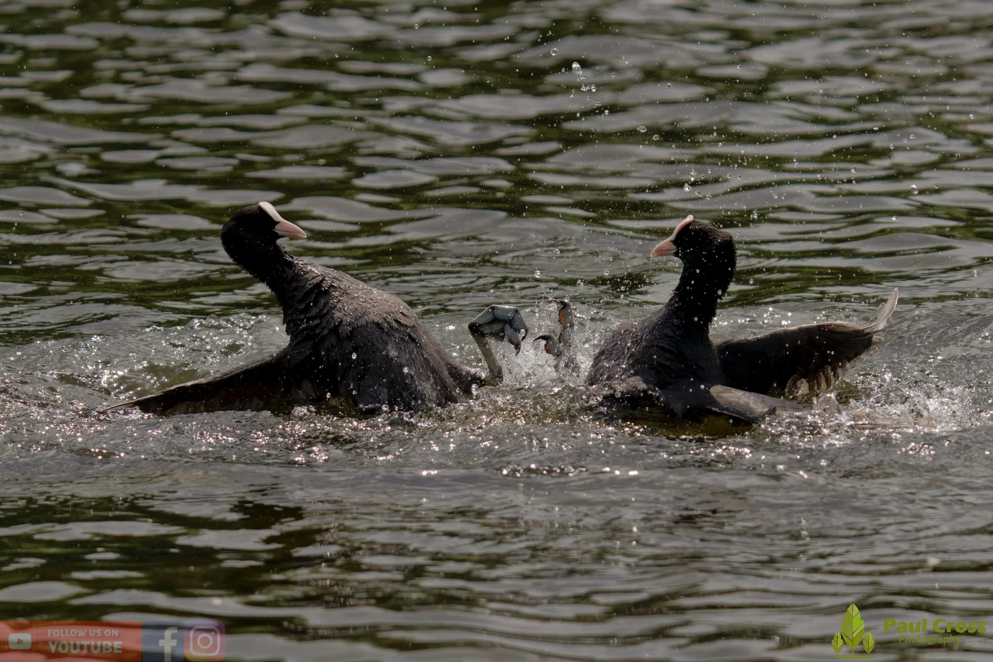 Coot-00621.jpg