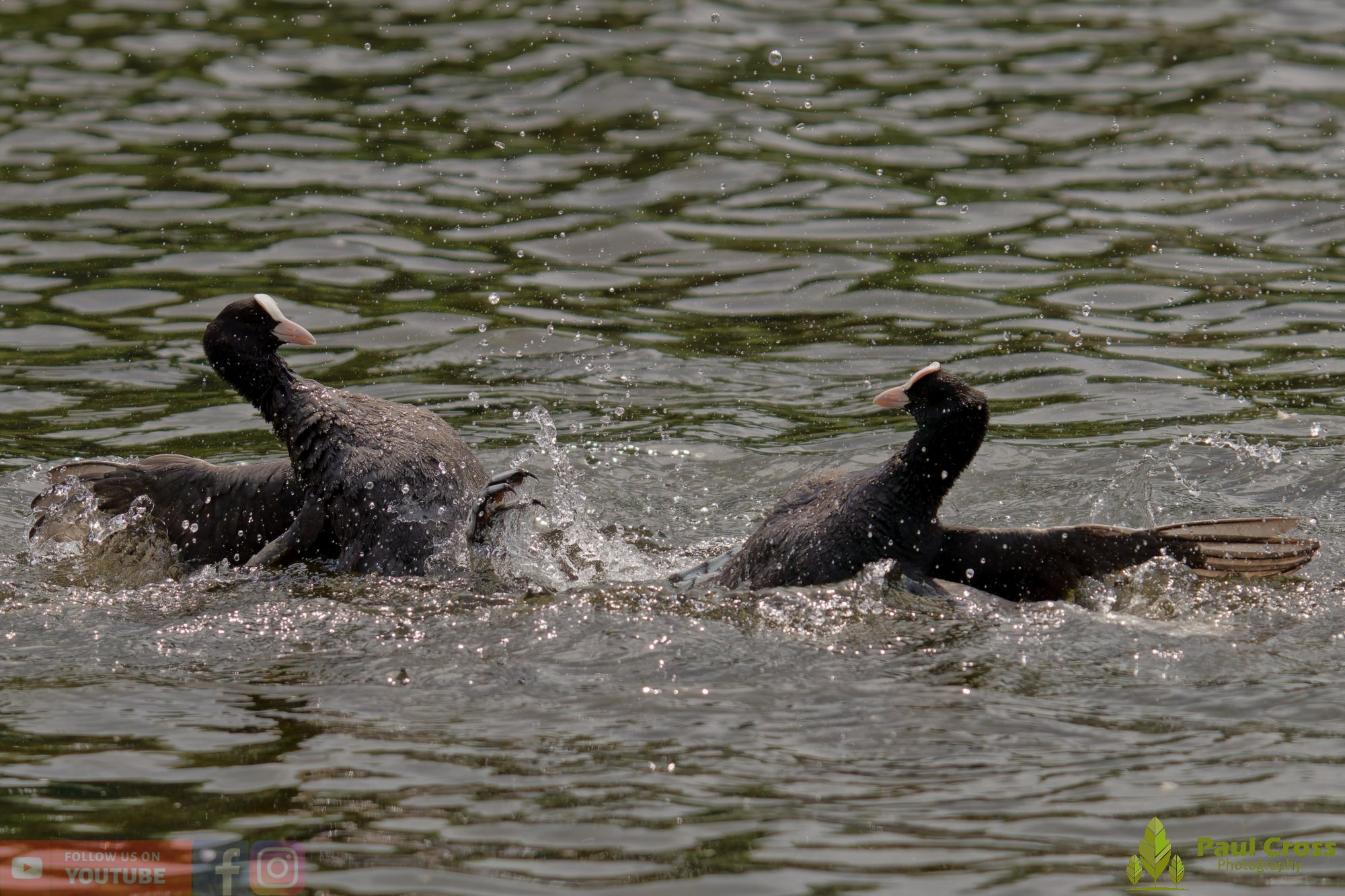 Coot-00622.jpg