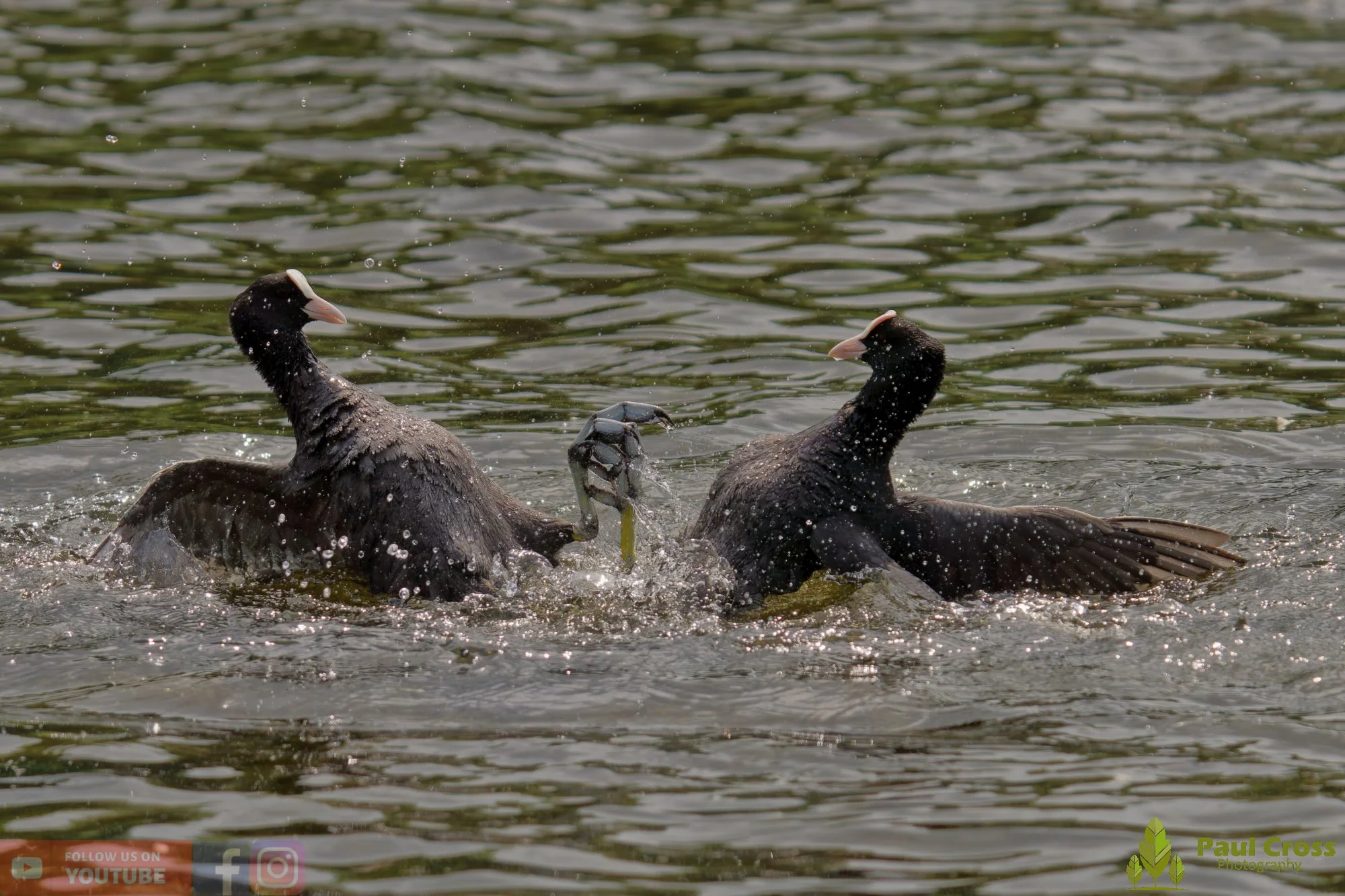 Coot-00623.jpg