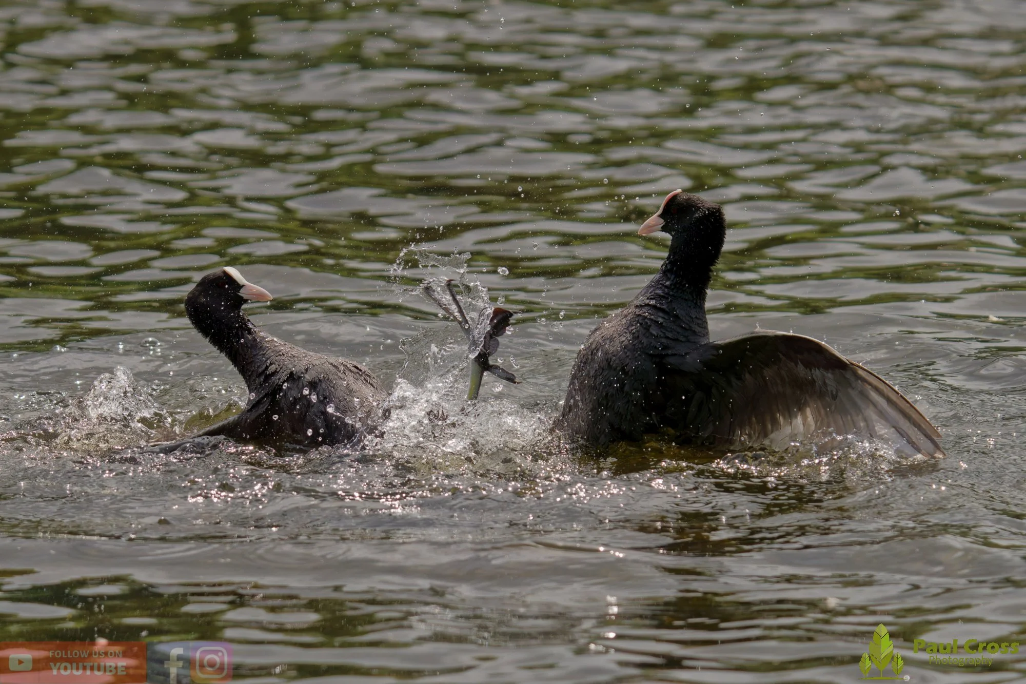 Coot-00624.jpg
