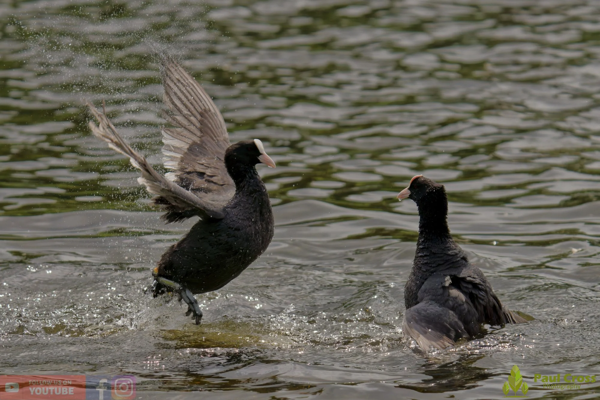 Coot-00625.jpg