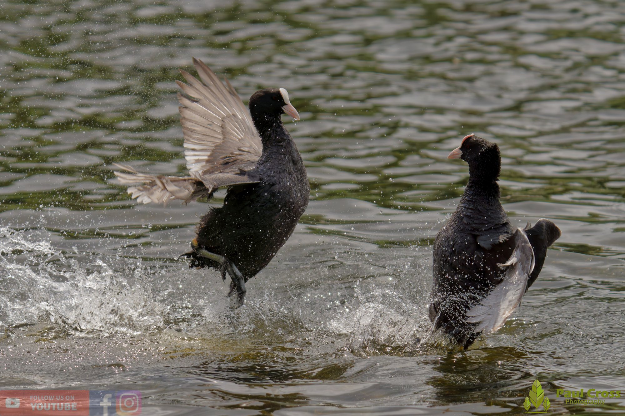 Coot-00626.jpg