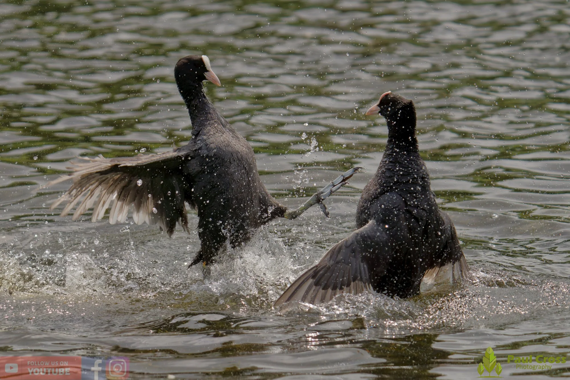 Coot-00627.jpg