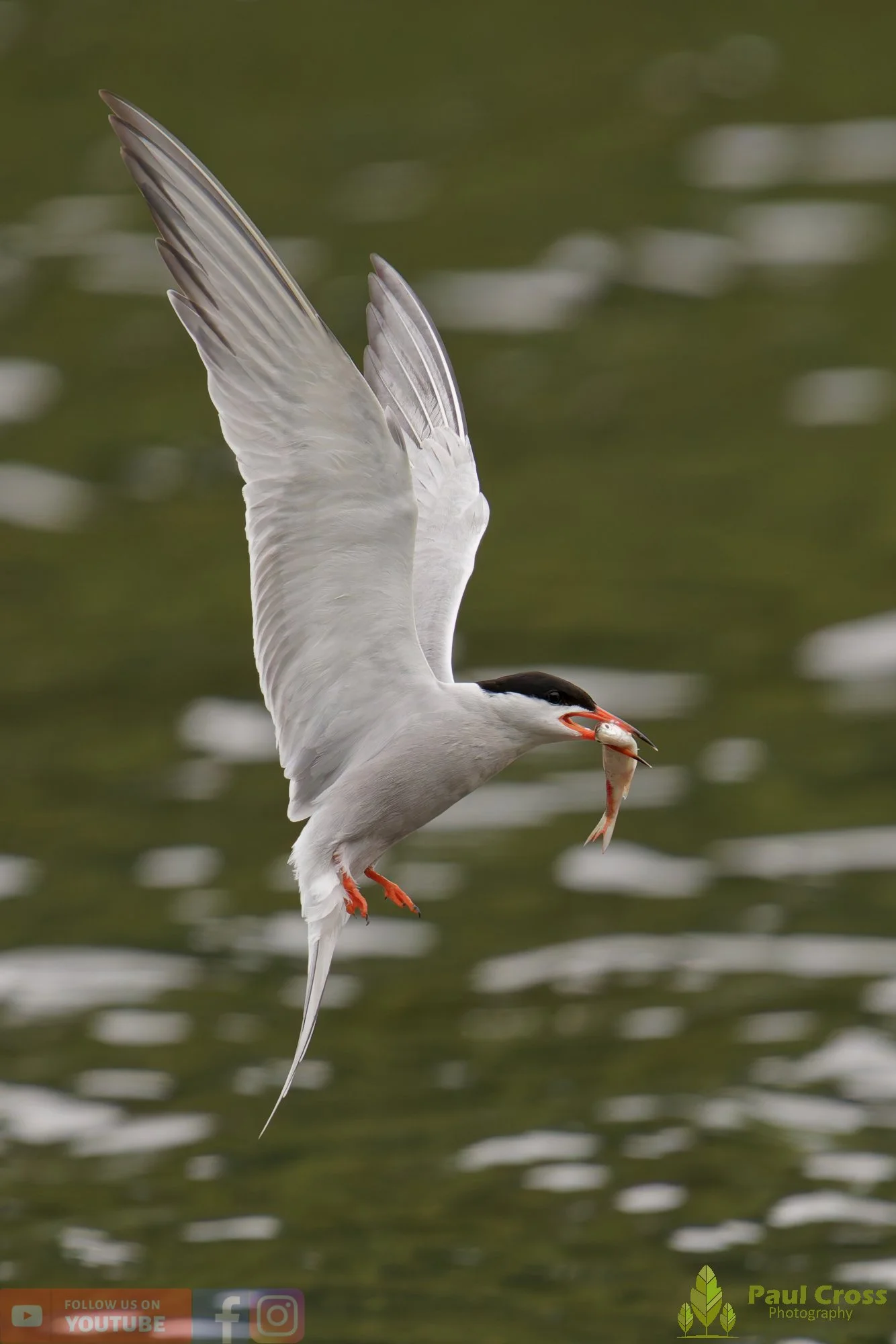 Common Tern-02133.jpg