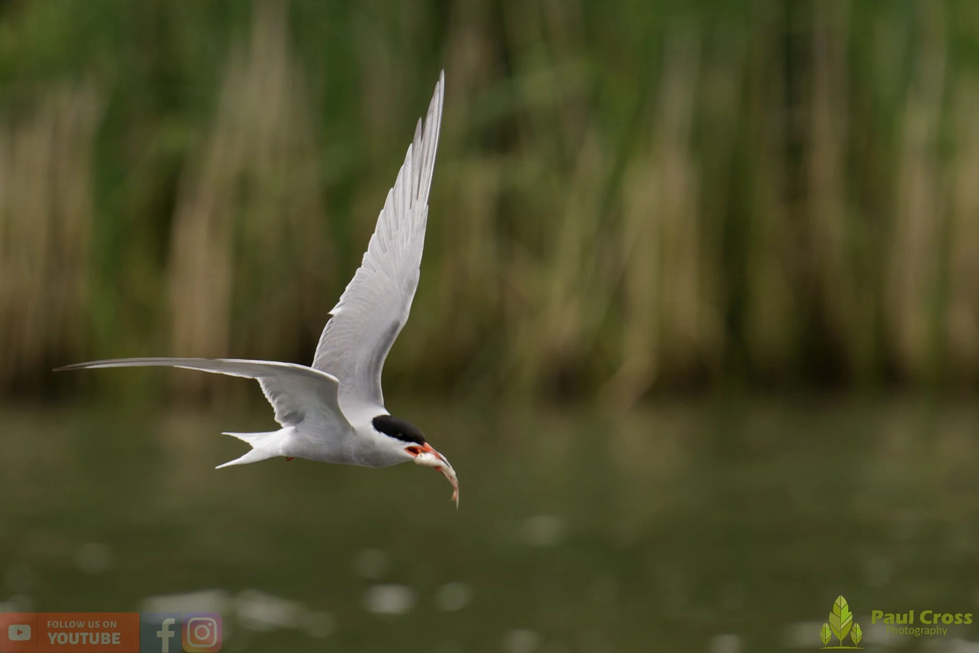 Common Tern-02137.jpg