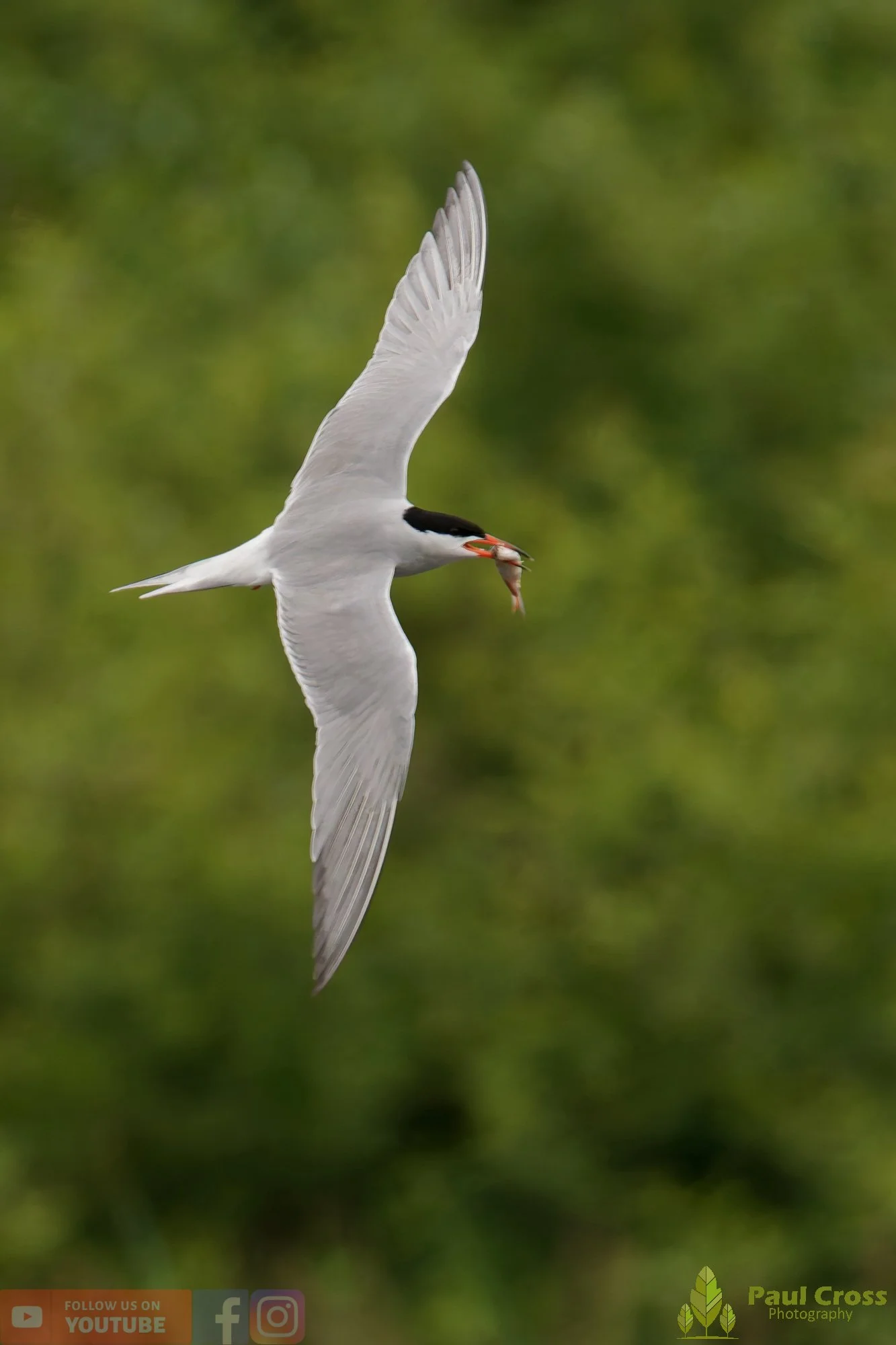 Common Tern-02140.jpg