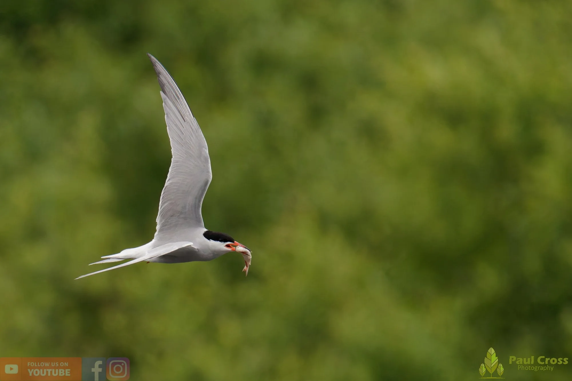 Common Tern-02141.jpg