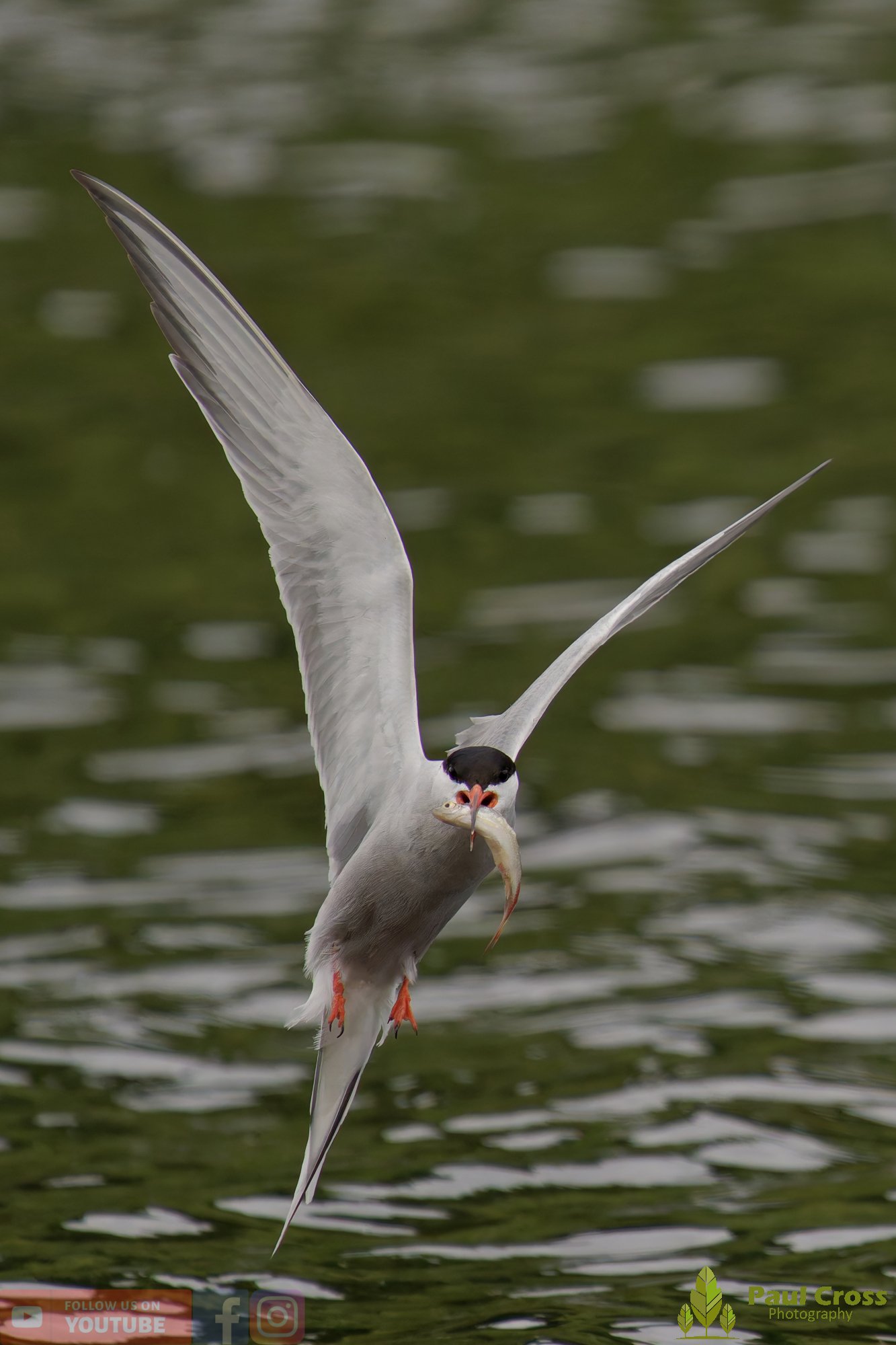 Common Tern-02143.jpg