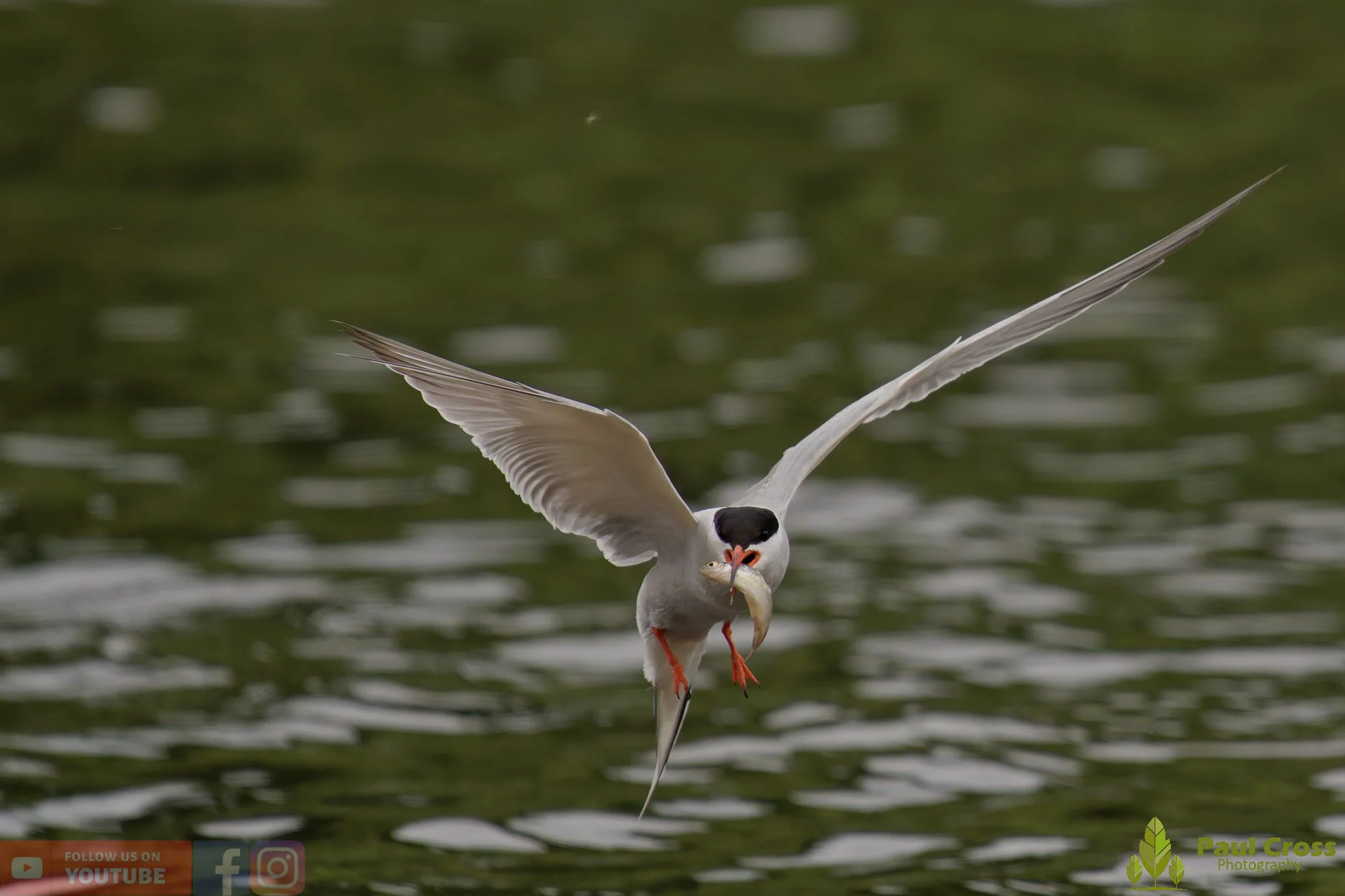 Common Tern-02144.jpg