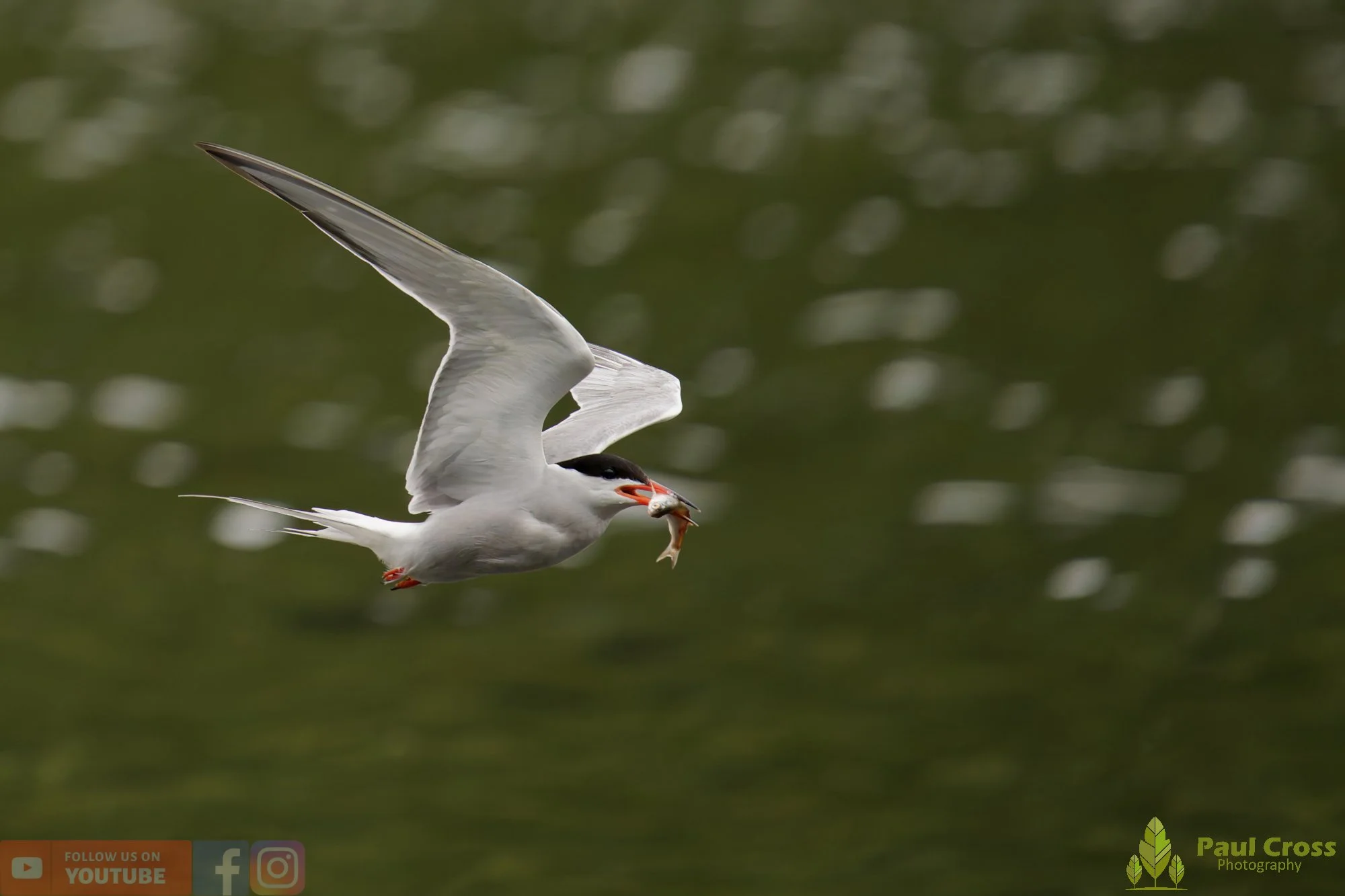 Common Tern-02149.jpg