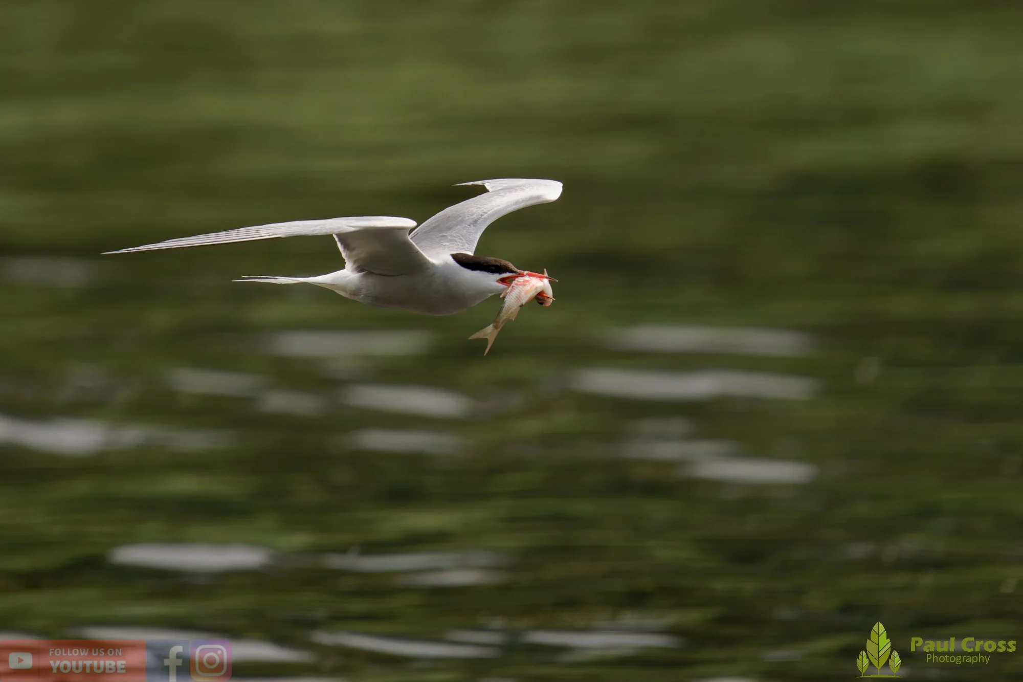 Common Tern-02153.jpg