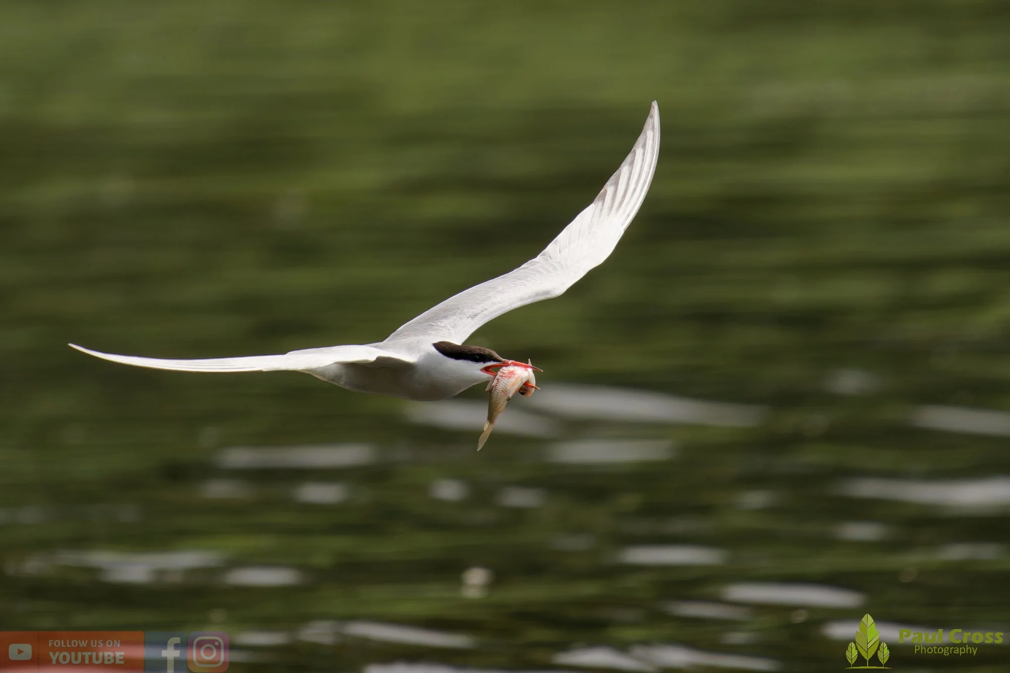 Common Tern-02154.jpg