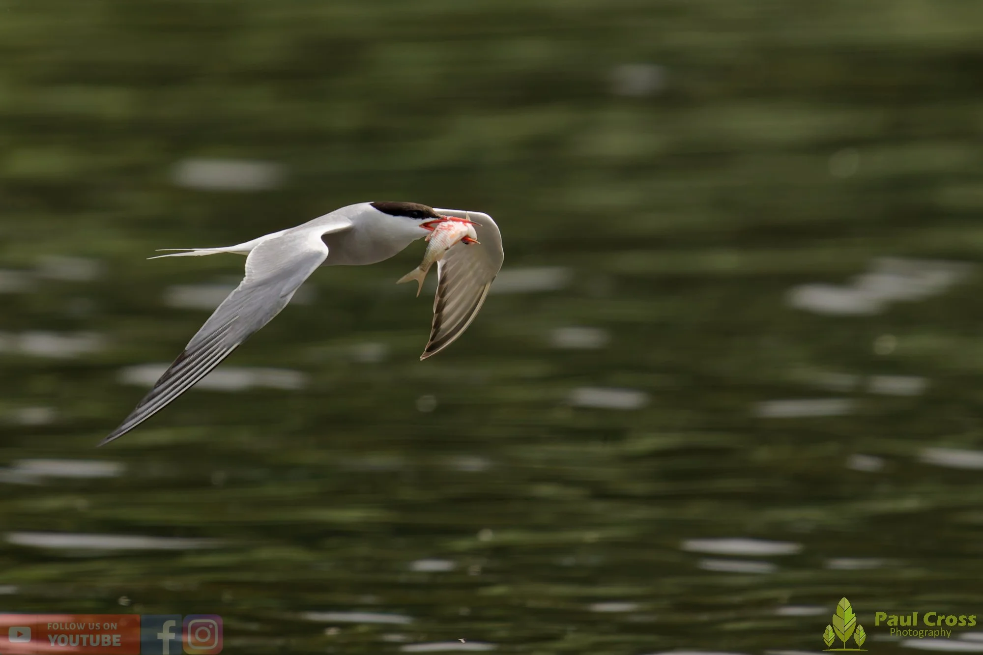 Common Tern-02155.jpg