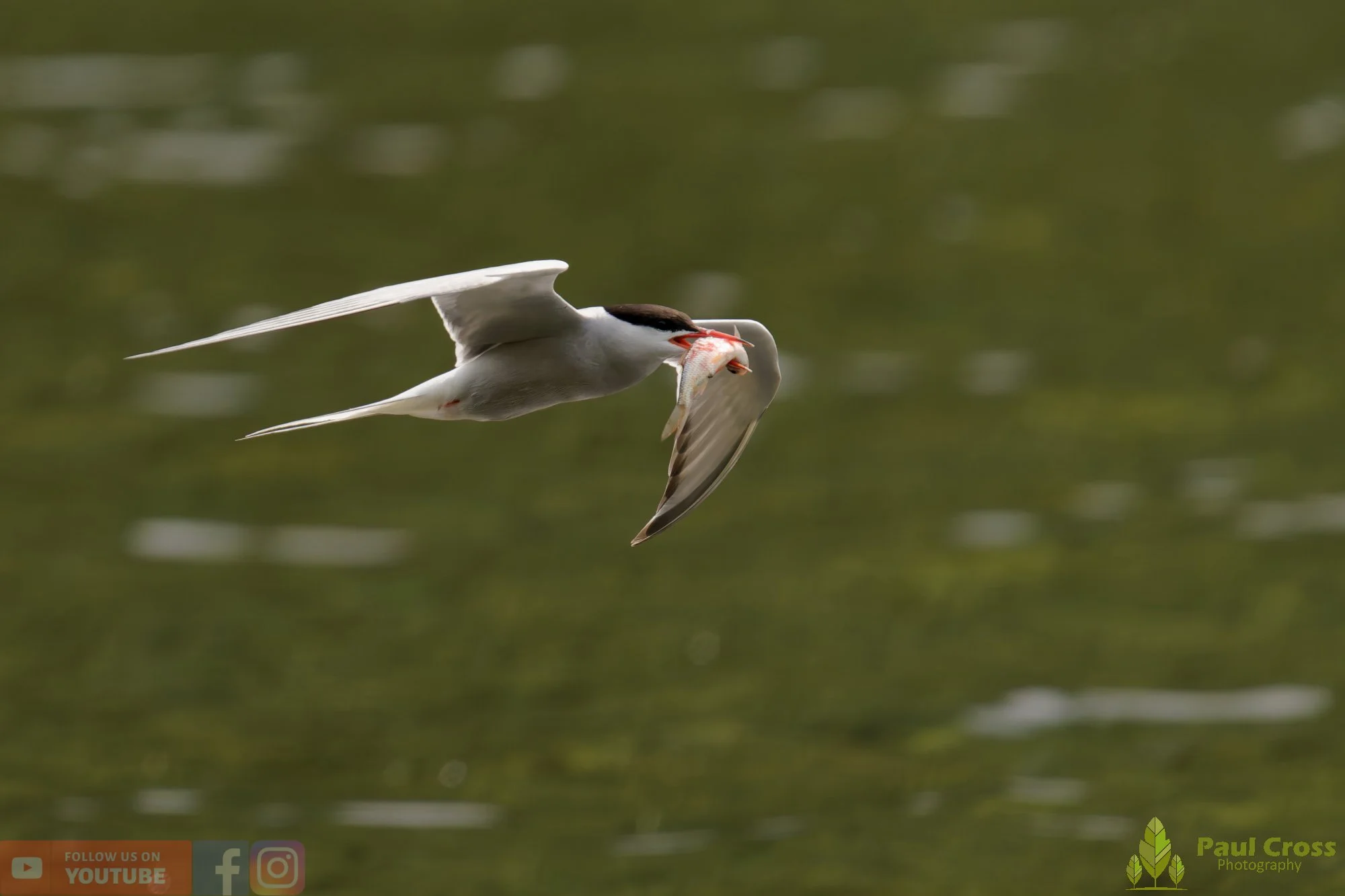 Common Tern-02160.jpg