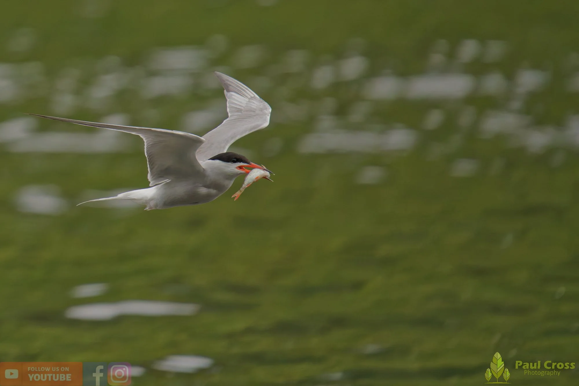 Common Tern-02168.jpg