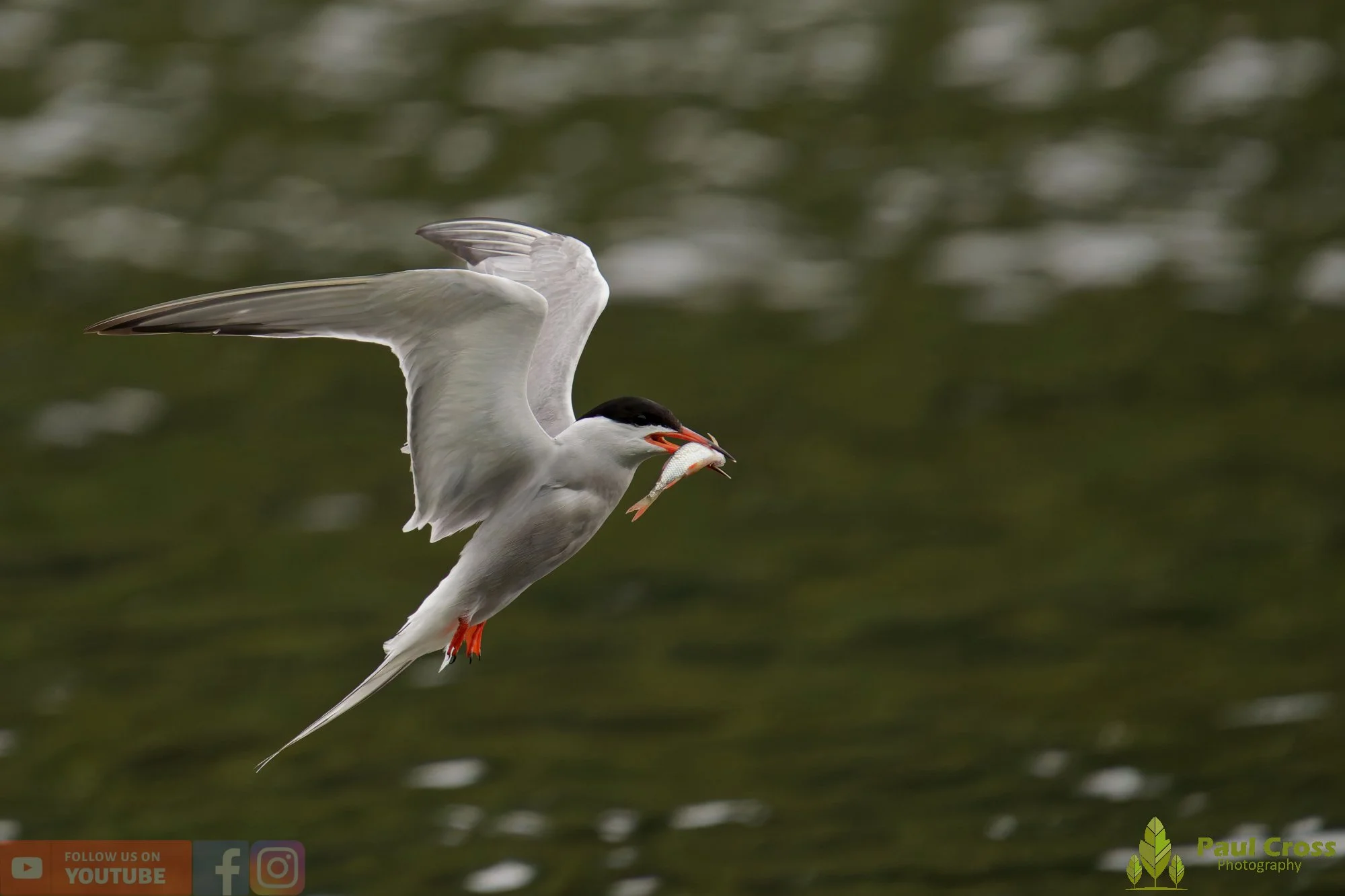 Common Tern-02169.jpg