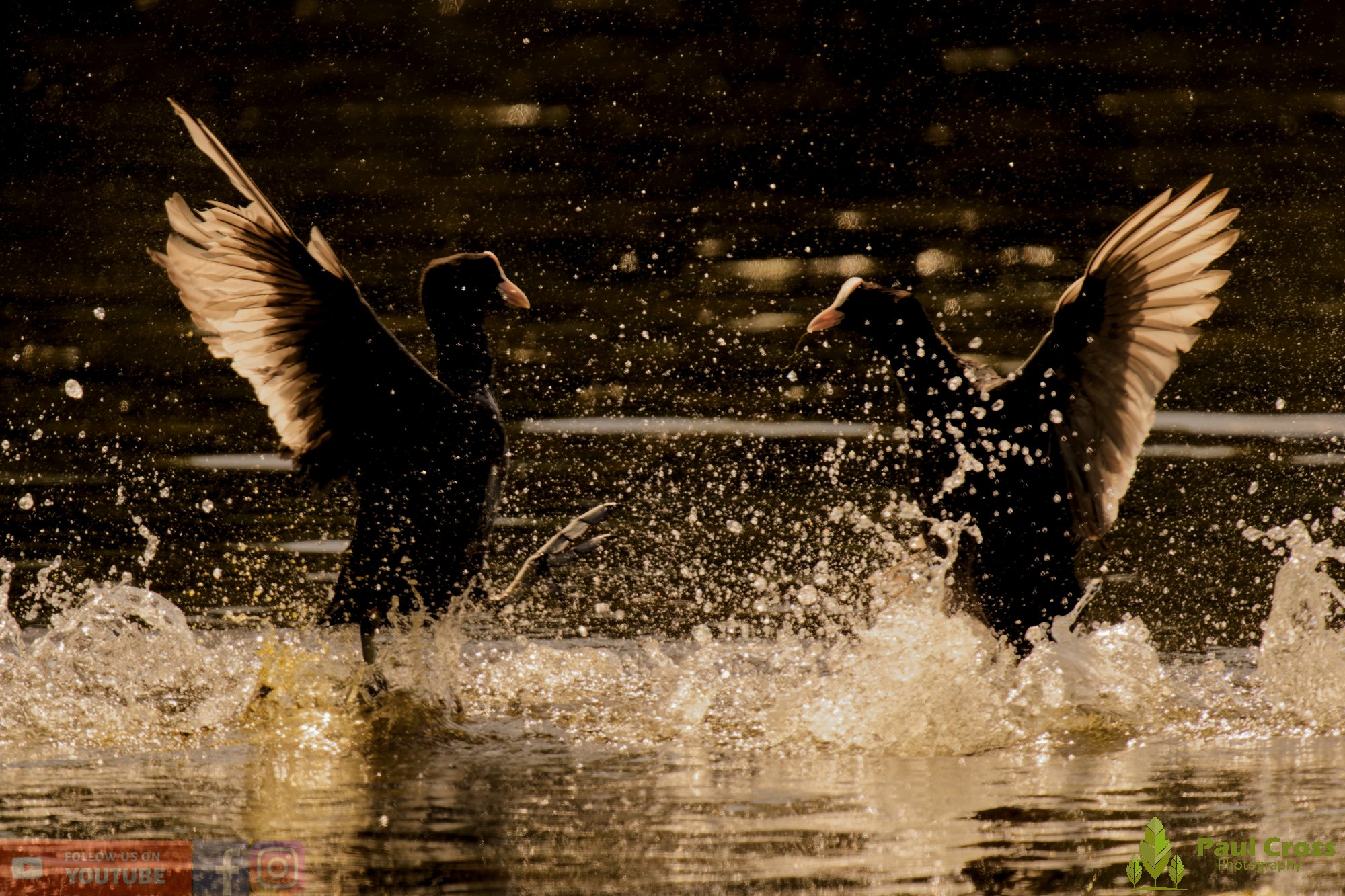 Coot-00628.jpg