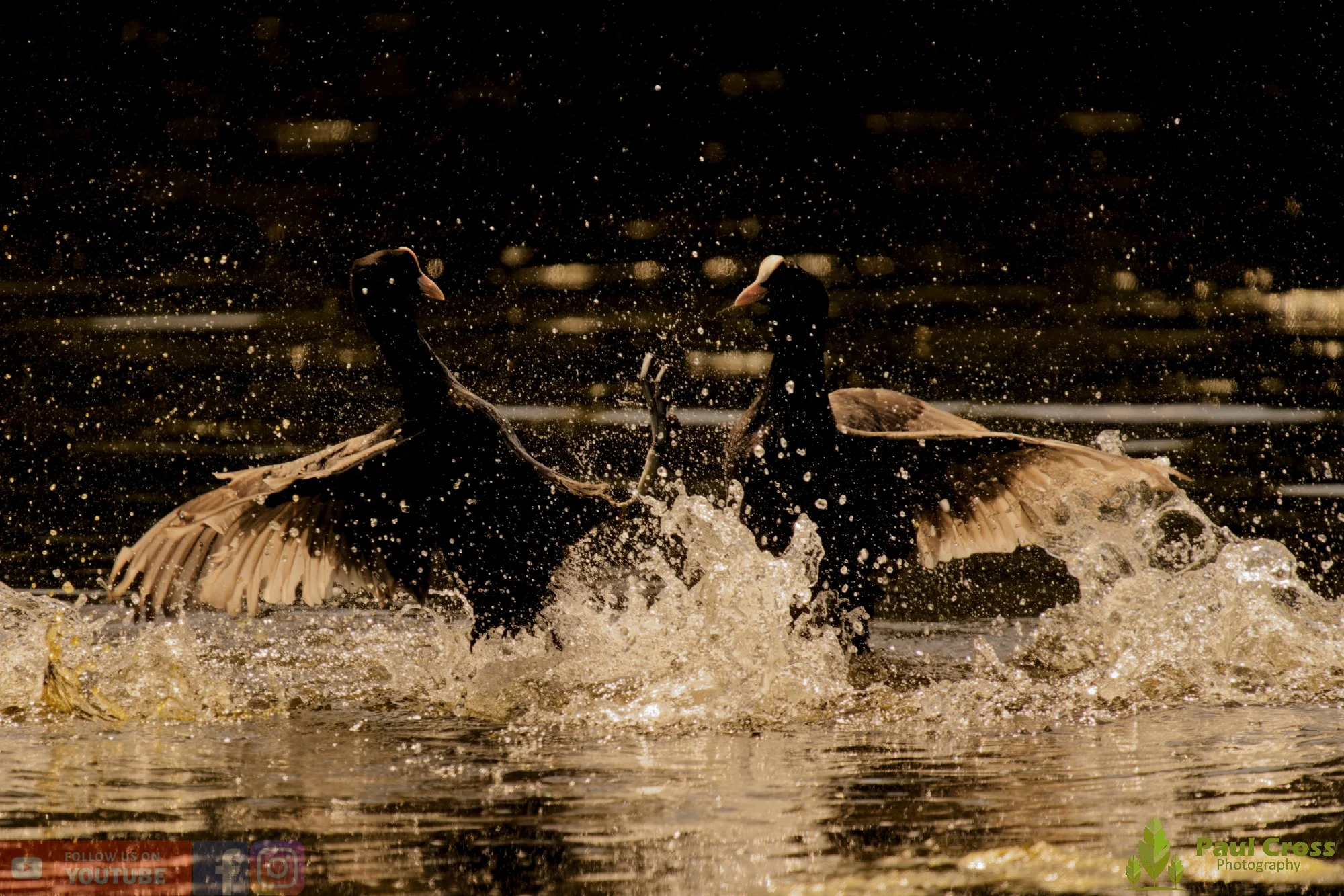 Coot-00629.jpg