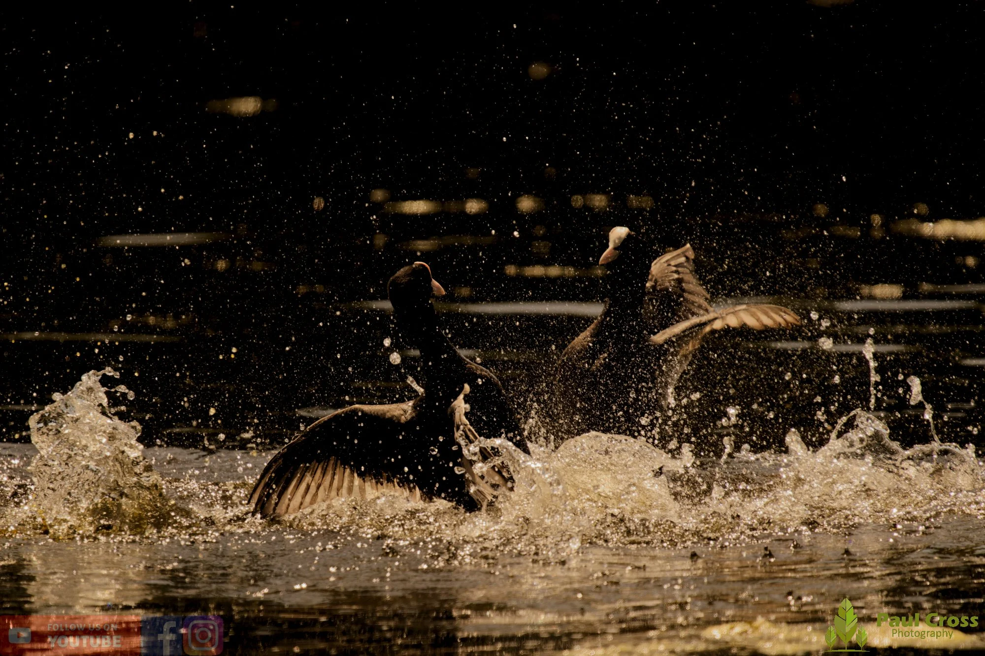 Coot-00630.jpg
