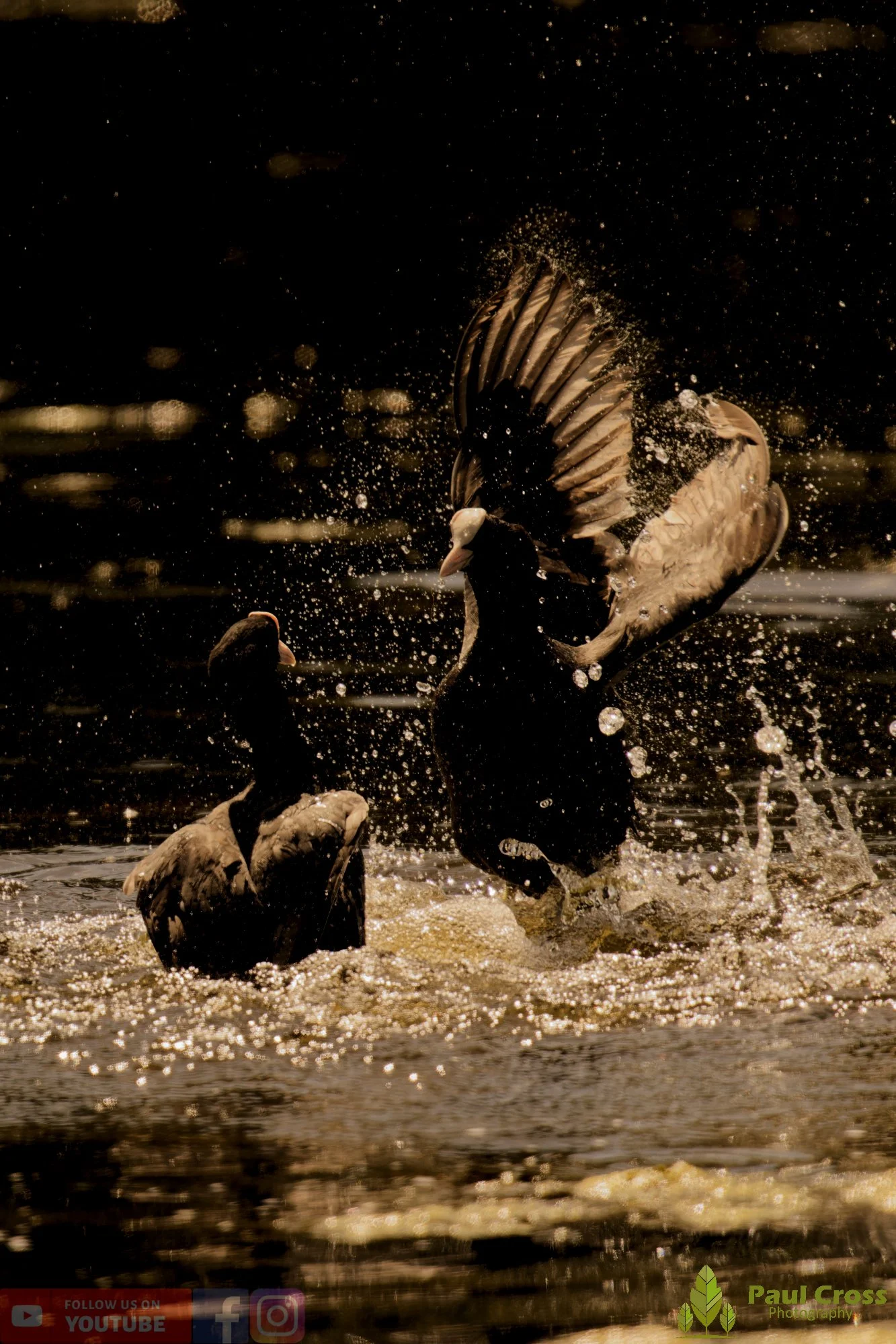 Coot-00631.jpg