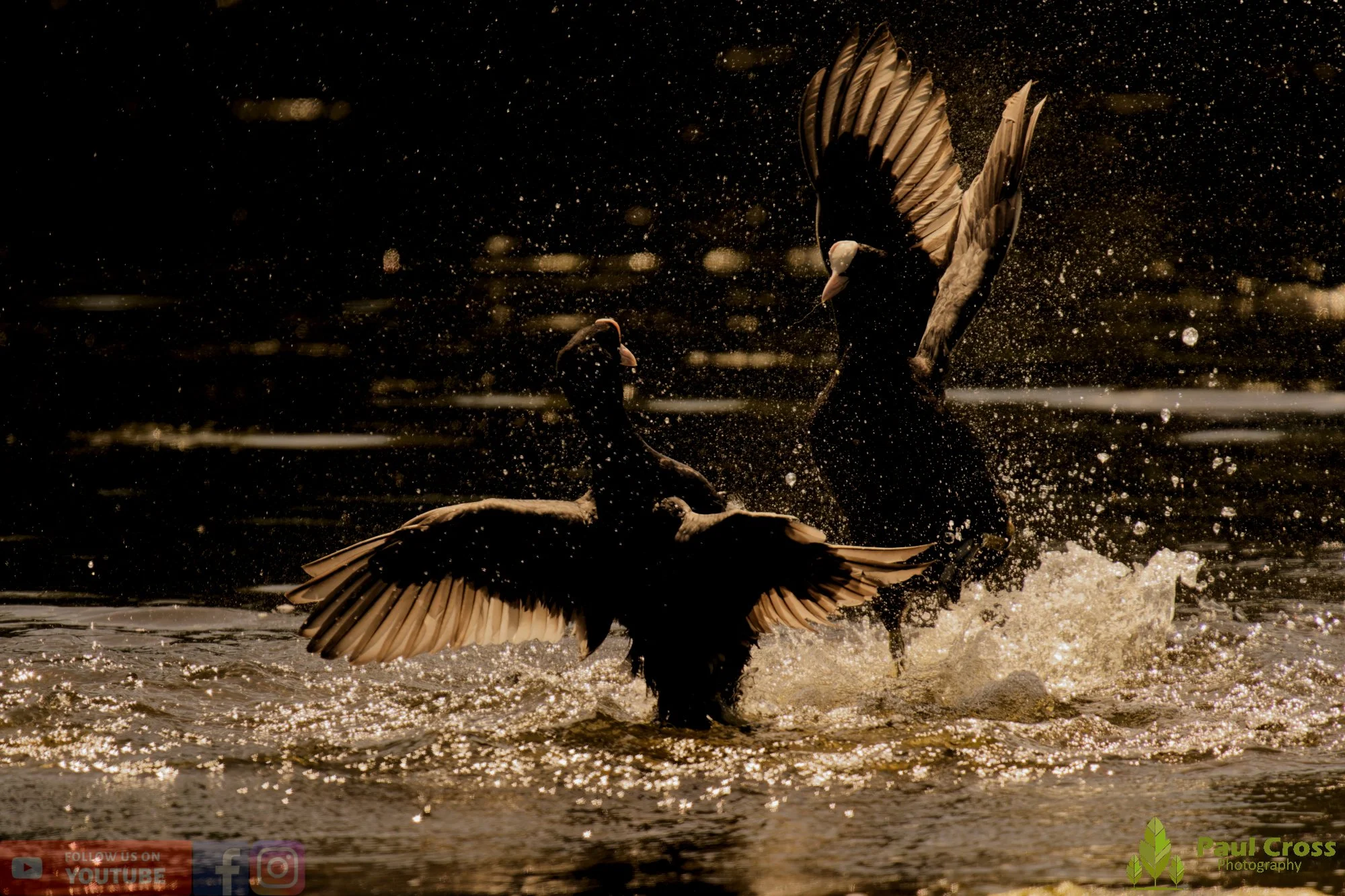 Coot-00632.jpg