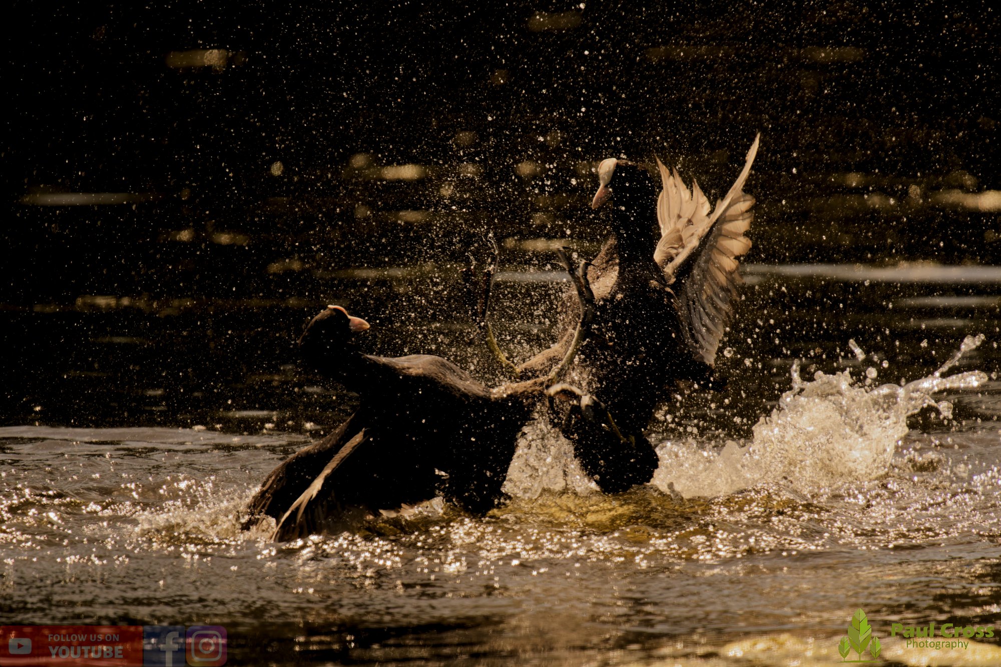 Coot-00633.jpg