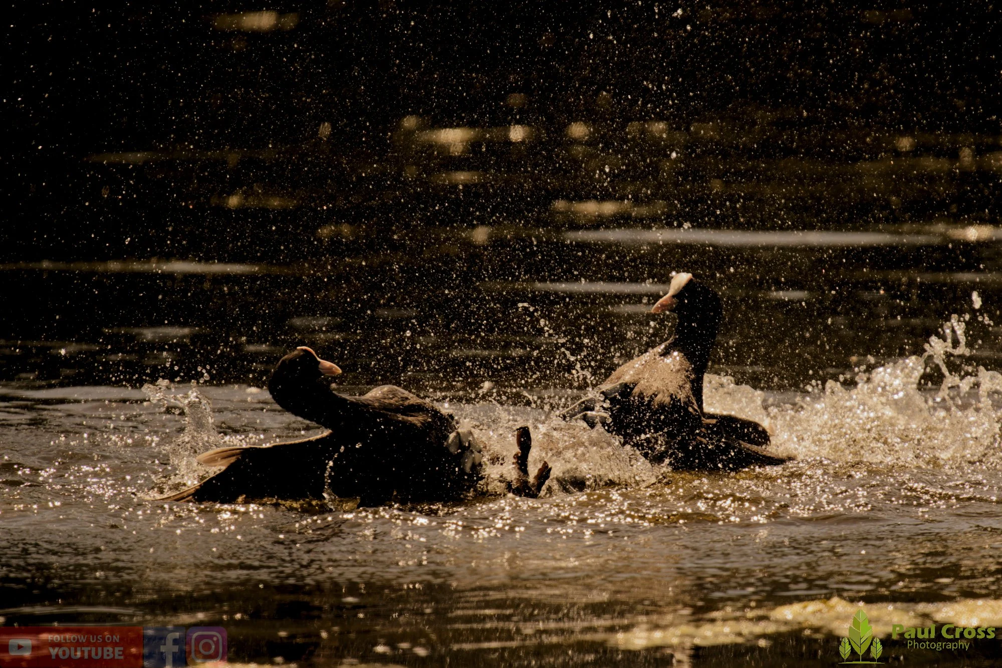 Coot-00634.jpg