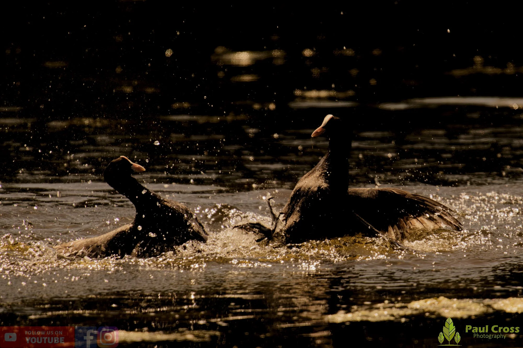 Coot-00635.jpg