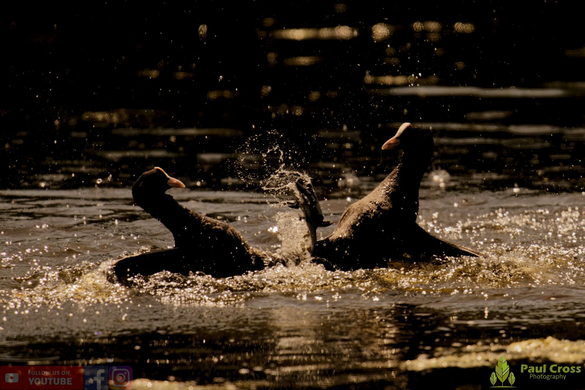 Coot-00636.jpg