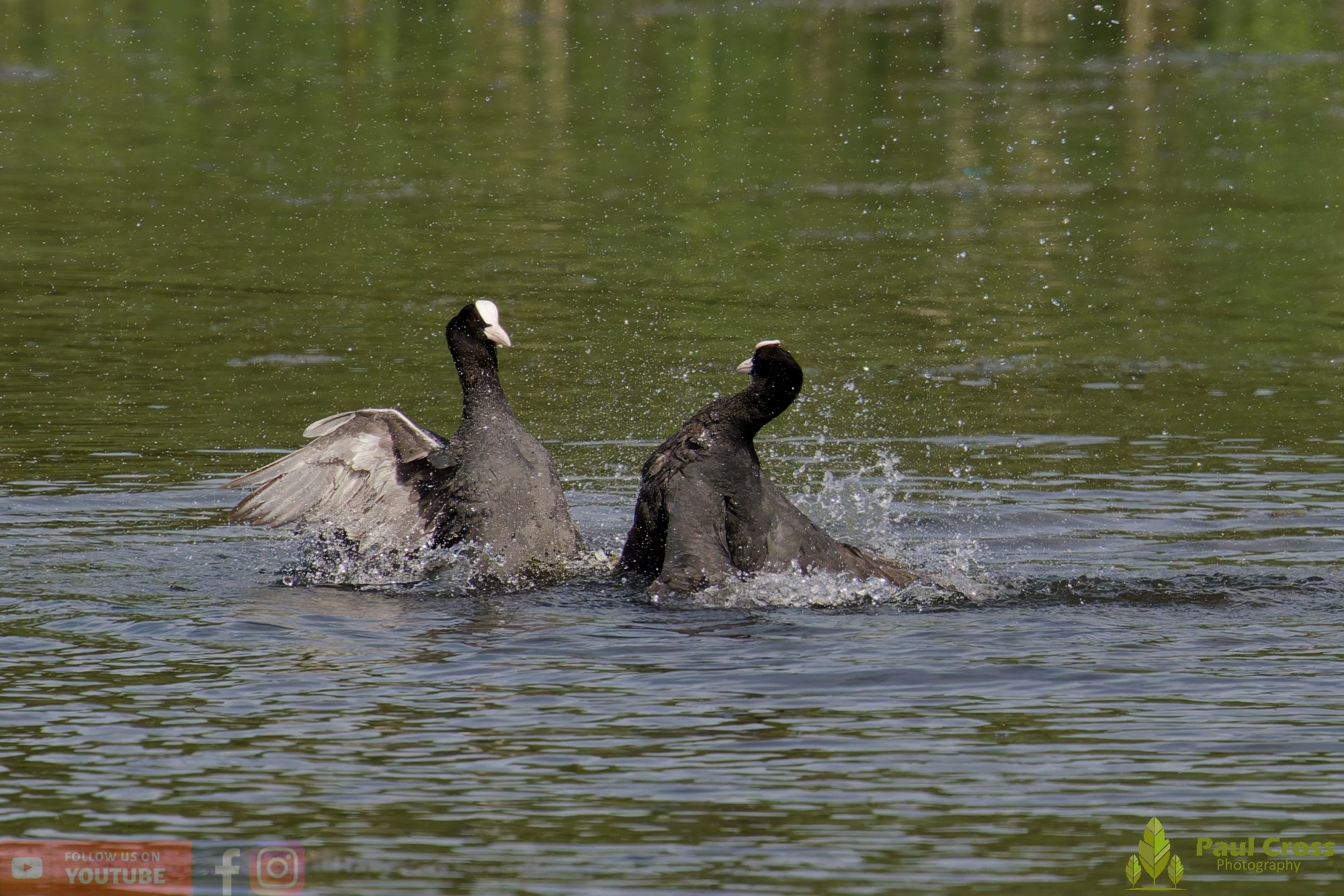 Coot-00638.jpg