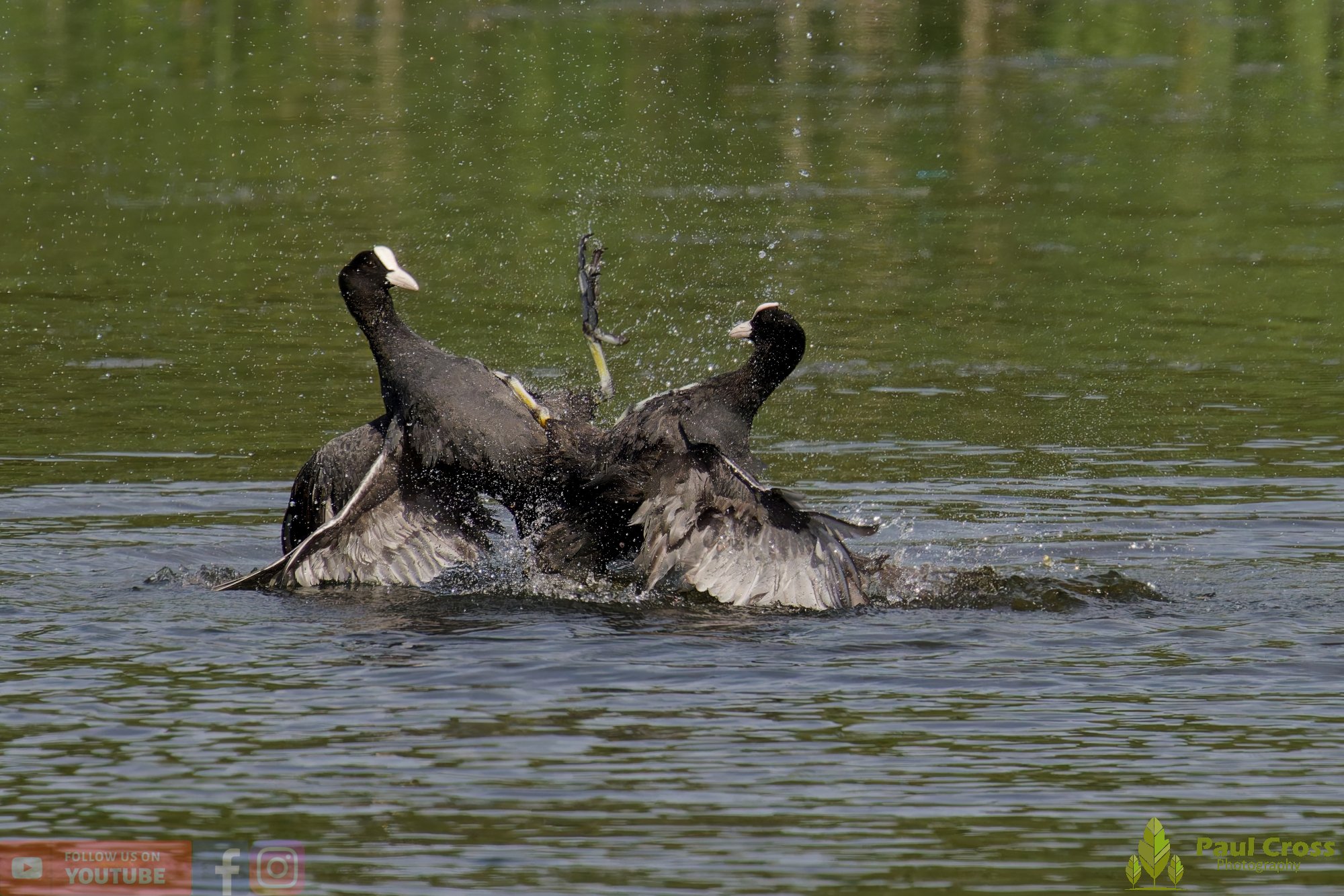 Coot-00637.jpg
