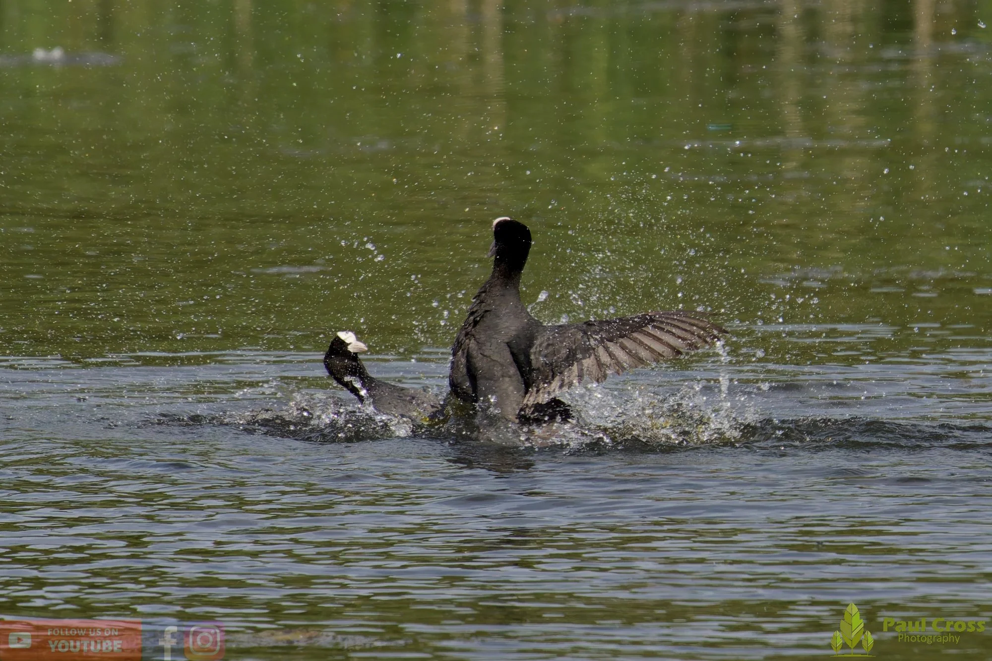 Coot-00639.jpg