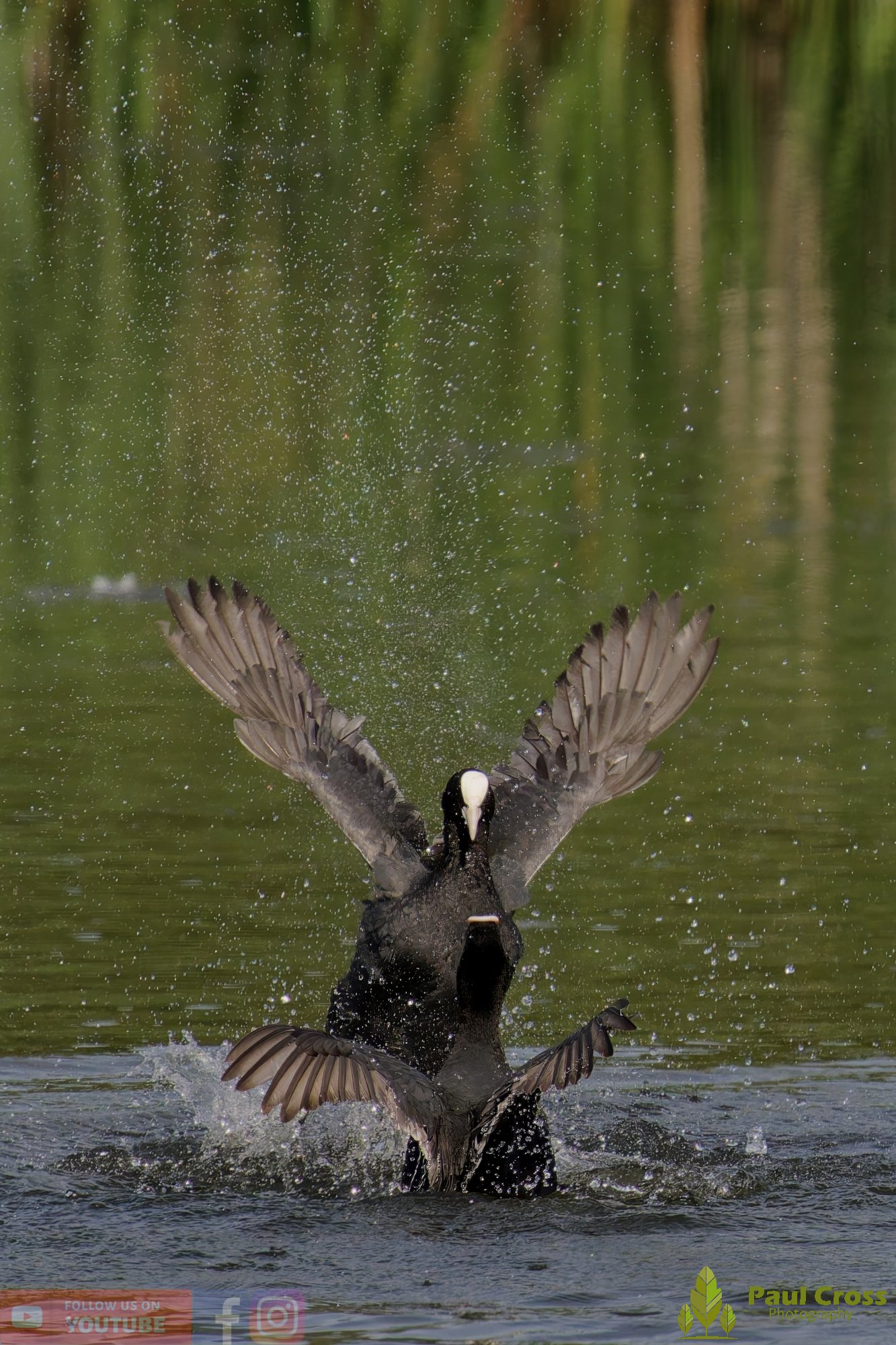 Coot-00640.jpg