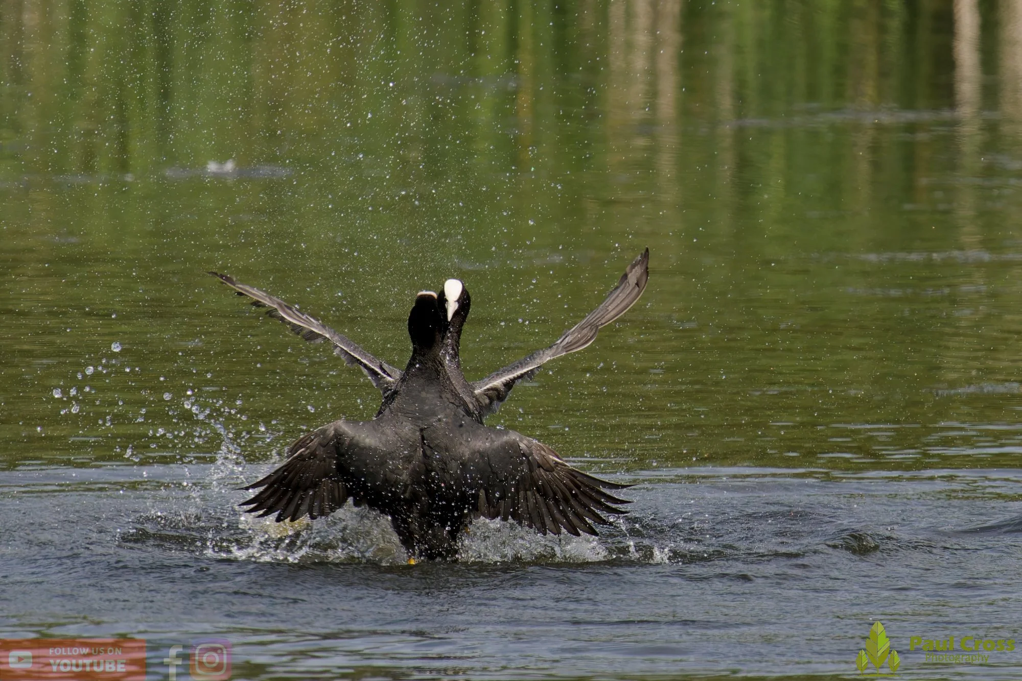 Coot-00641.jpg