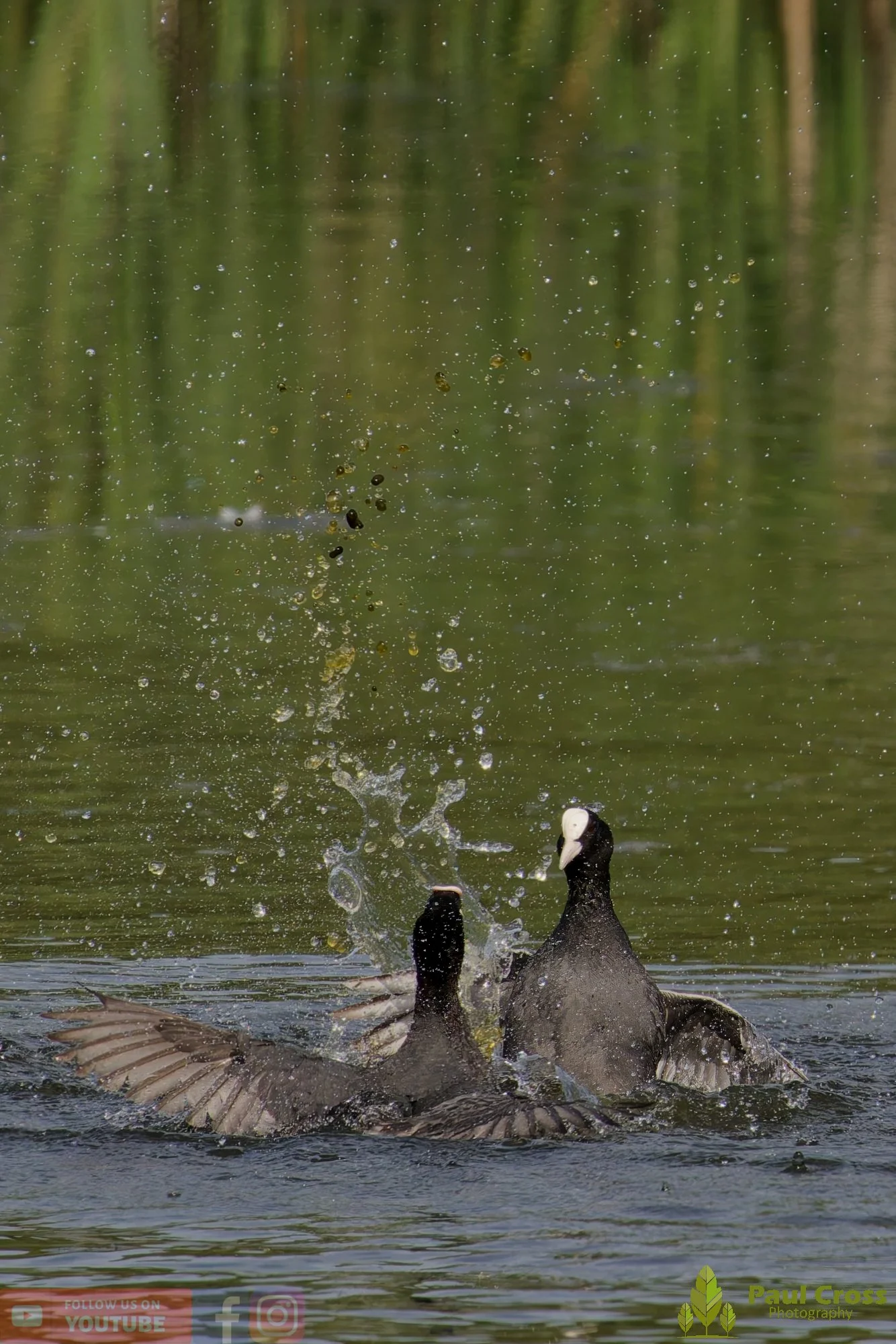 Coot-00642.jpg