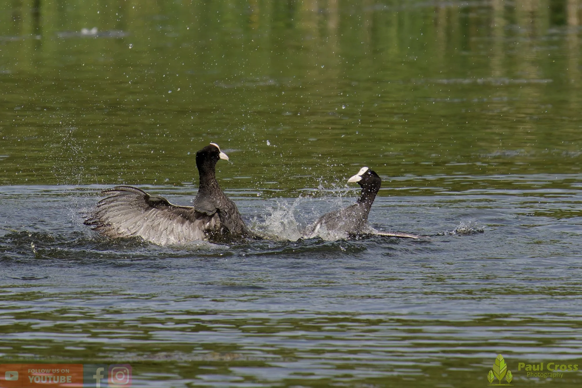 Coot-00643.jpg