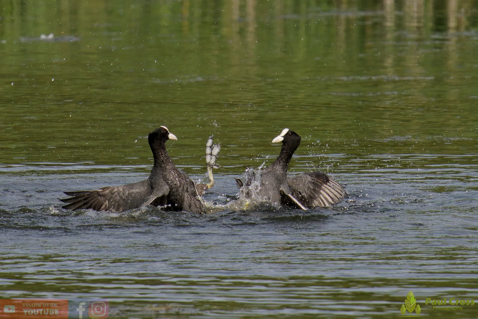 Coot-00644.jpg