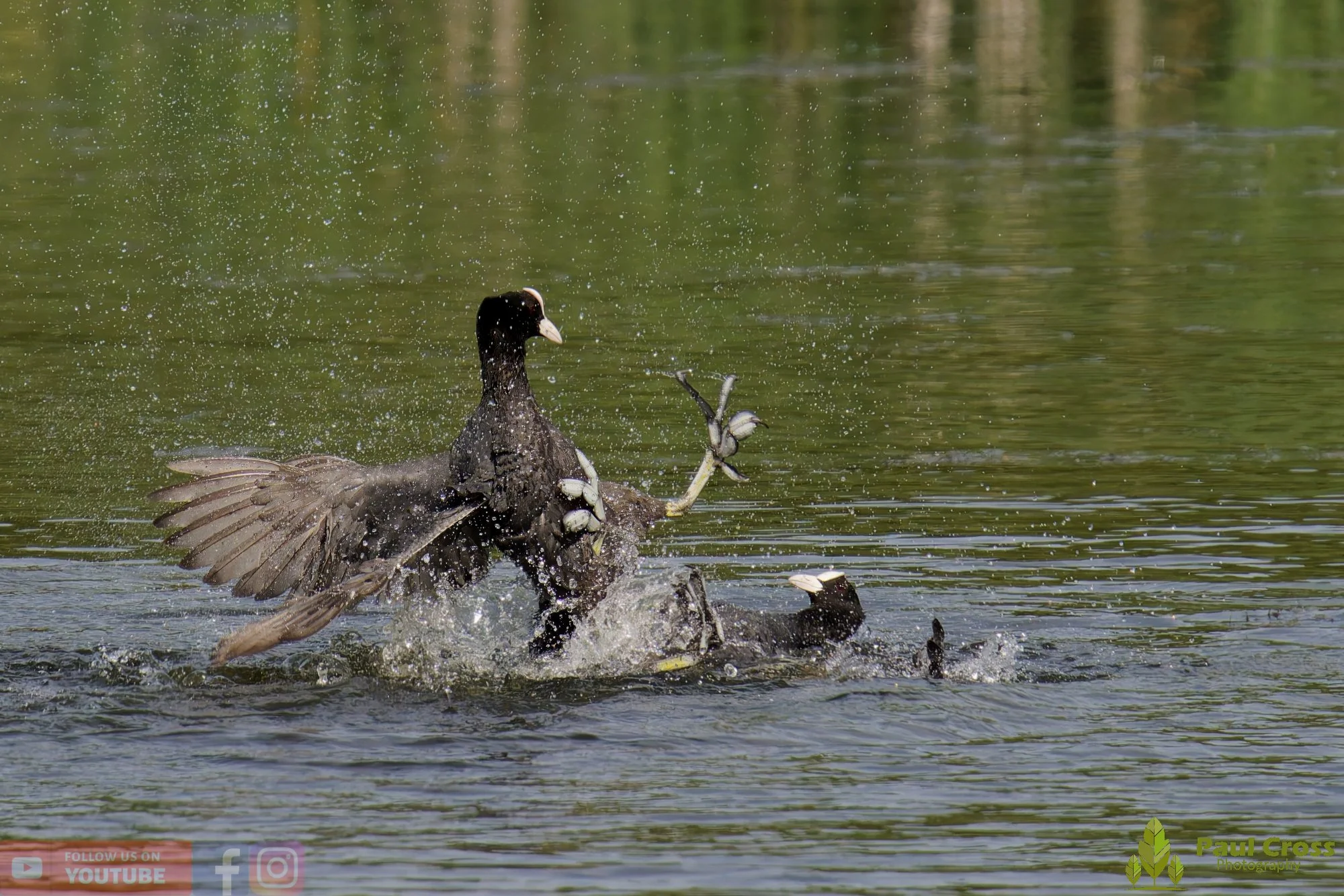 Coot-00645.jpg
