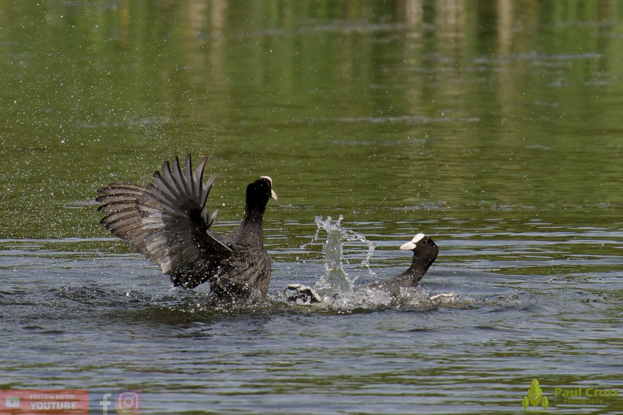Coot-00646.jpg