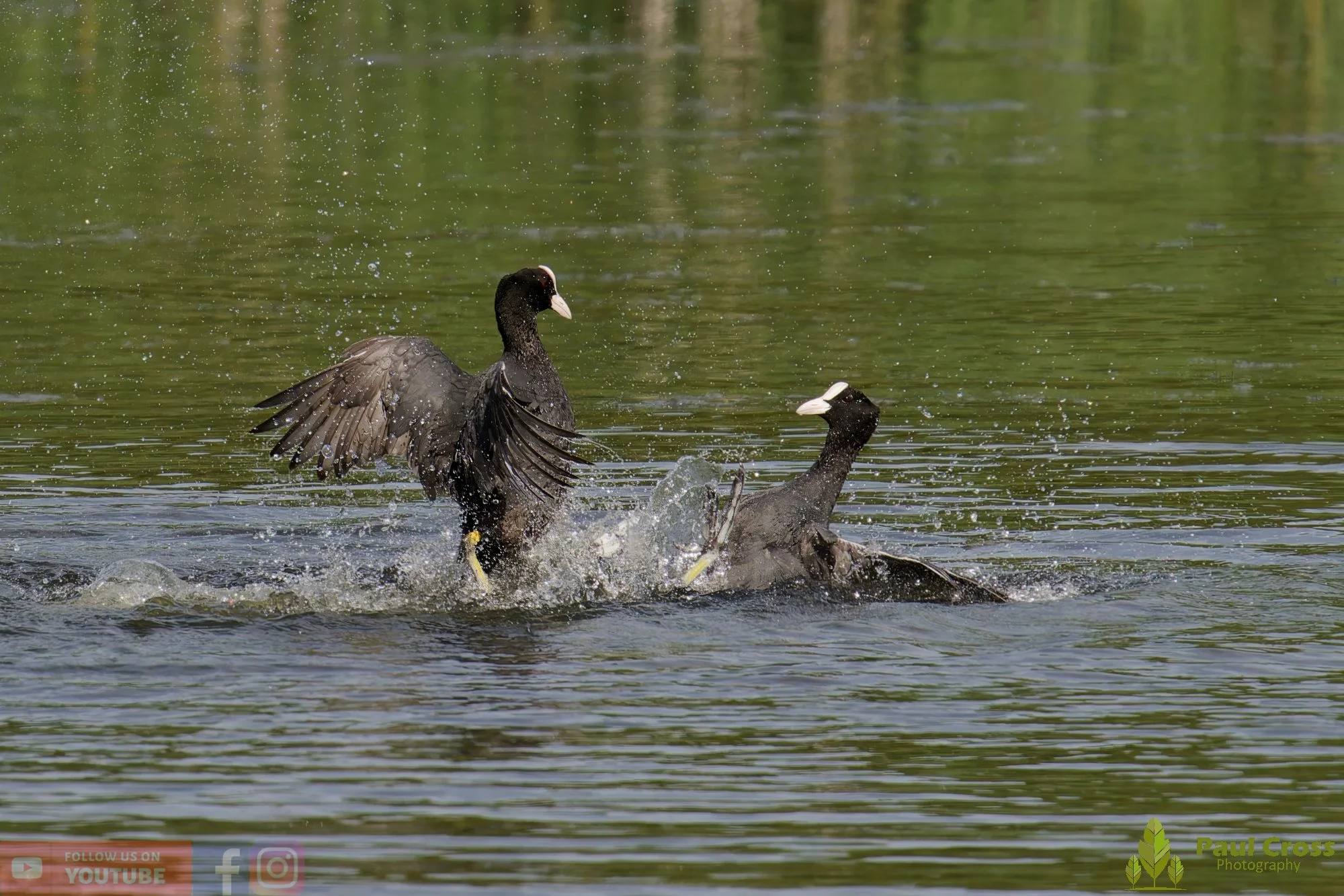 Coot-00647.jpg