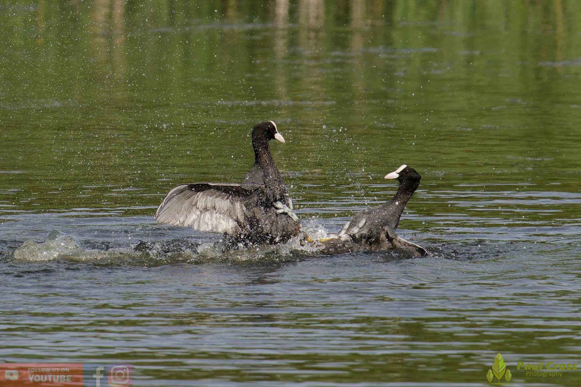 Coot-00648.jpg