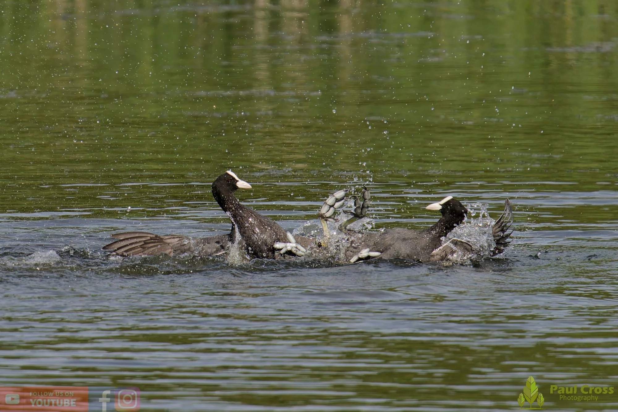 Coot-00649.jpg