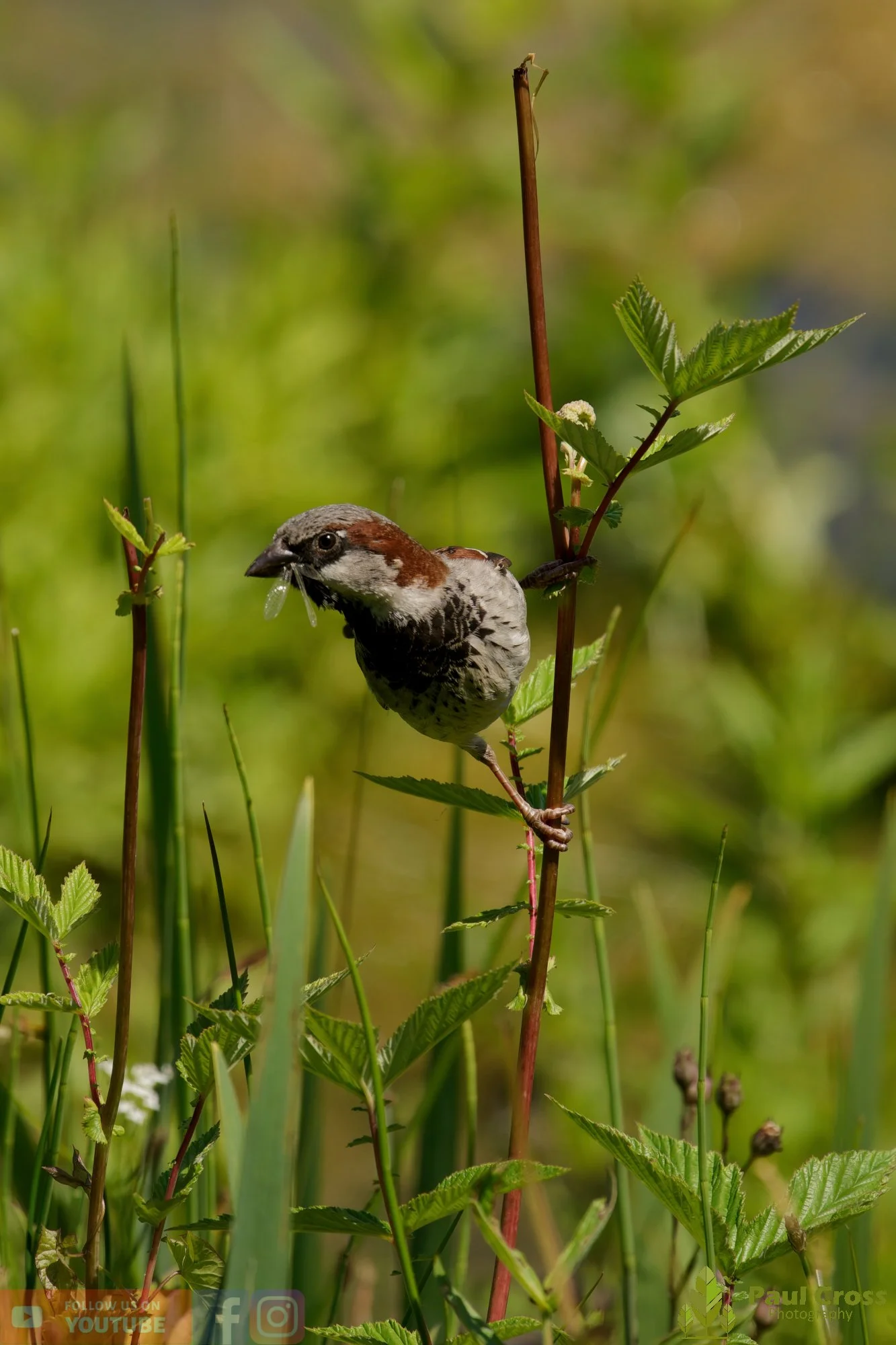 Sparrow-00120.jpg