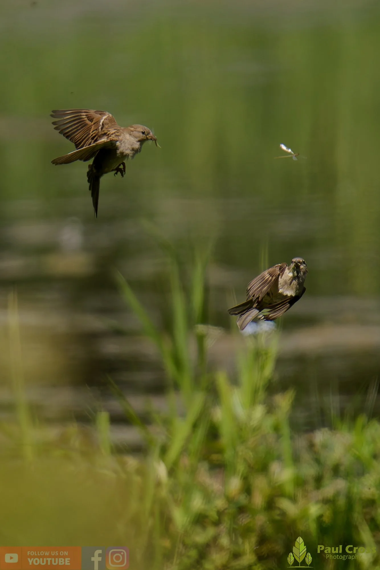 Sparrow-00121.jpg