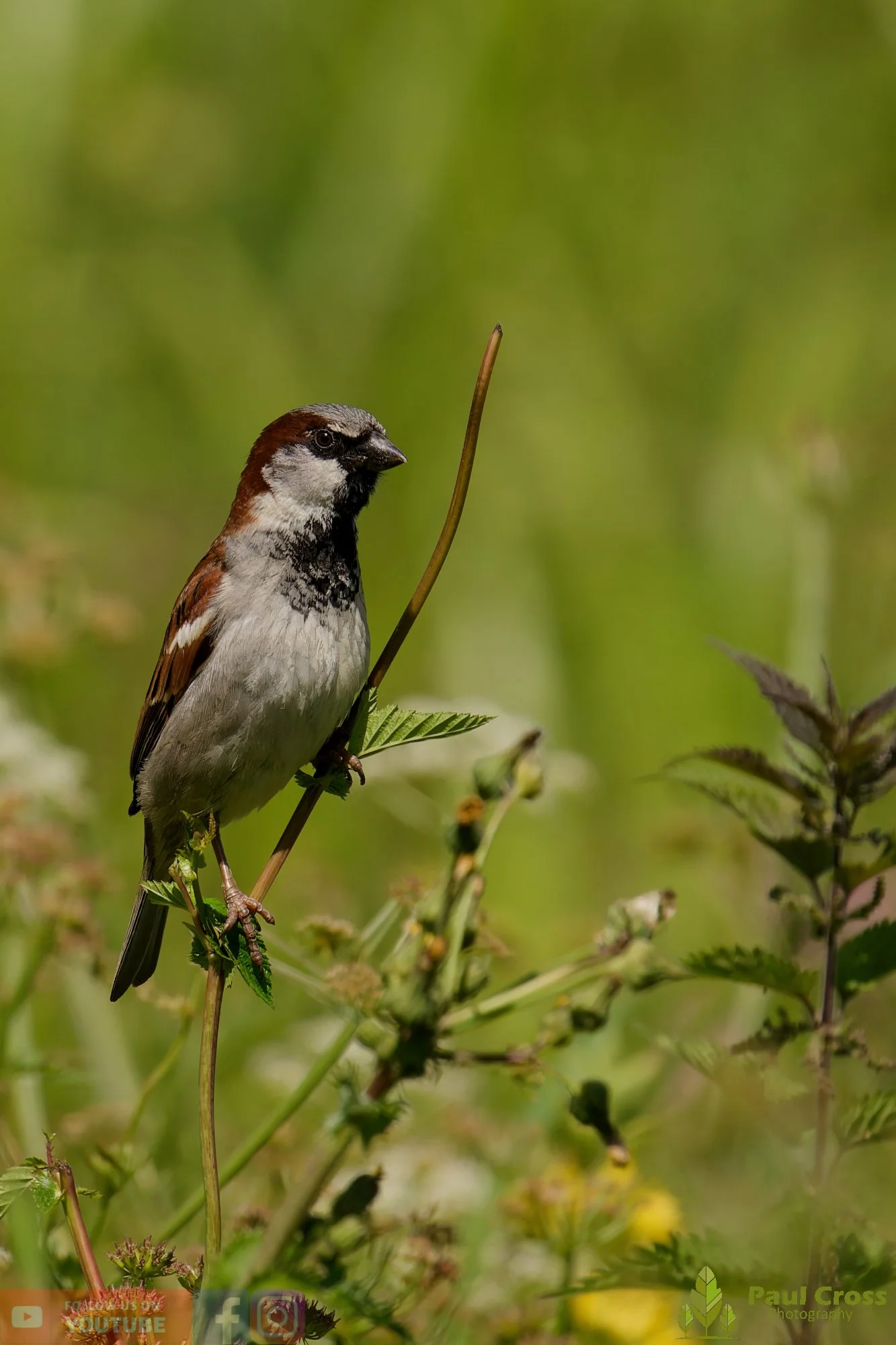 Sparrow-00122.jpg