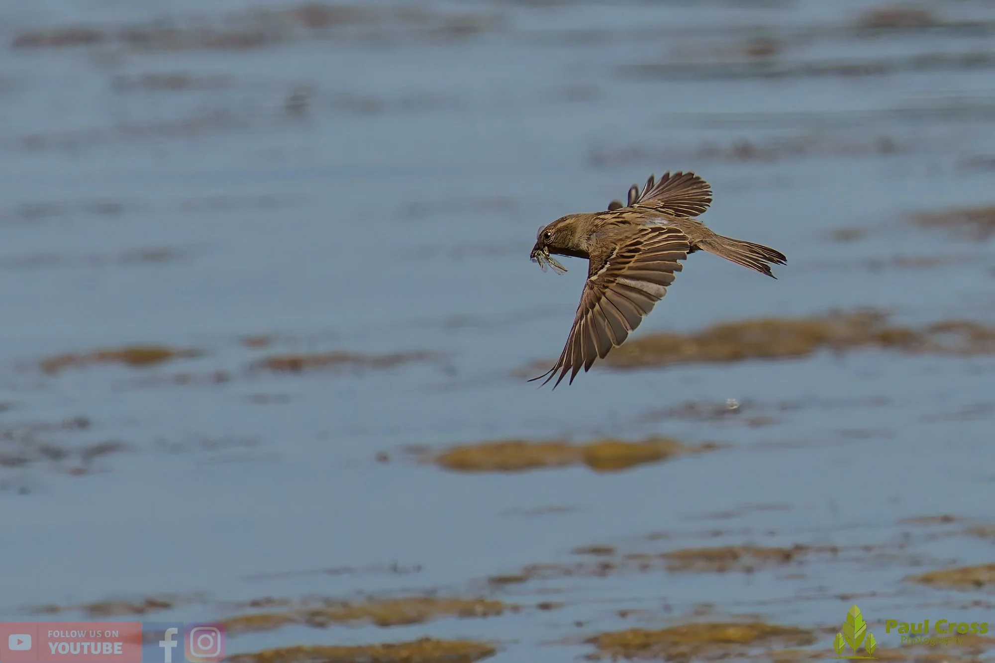 Sparrow-00123.jpg
