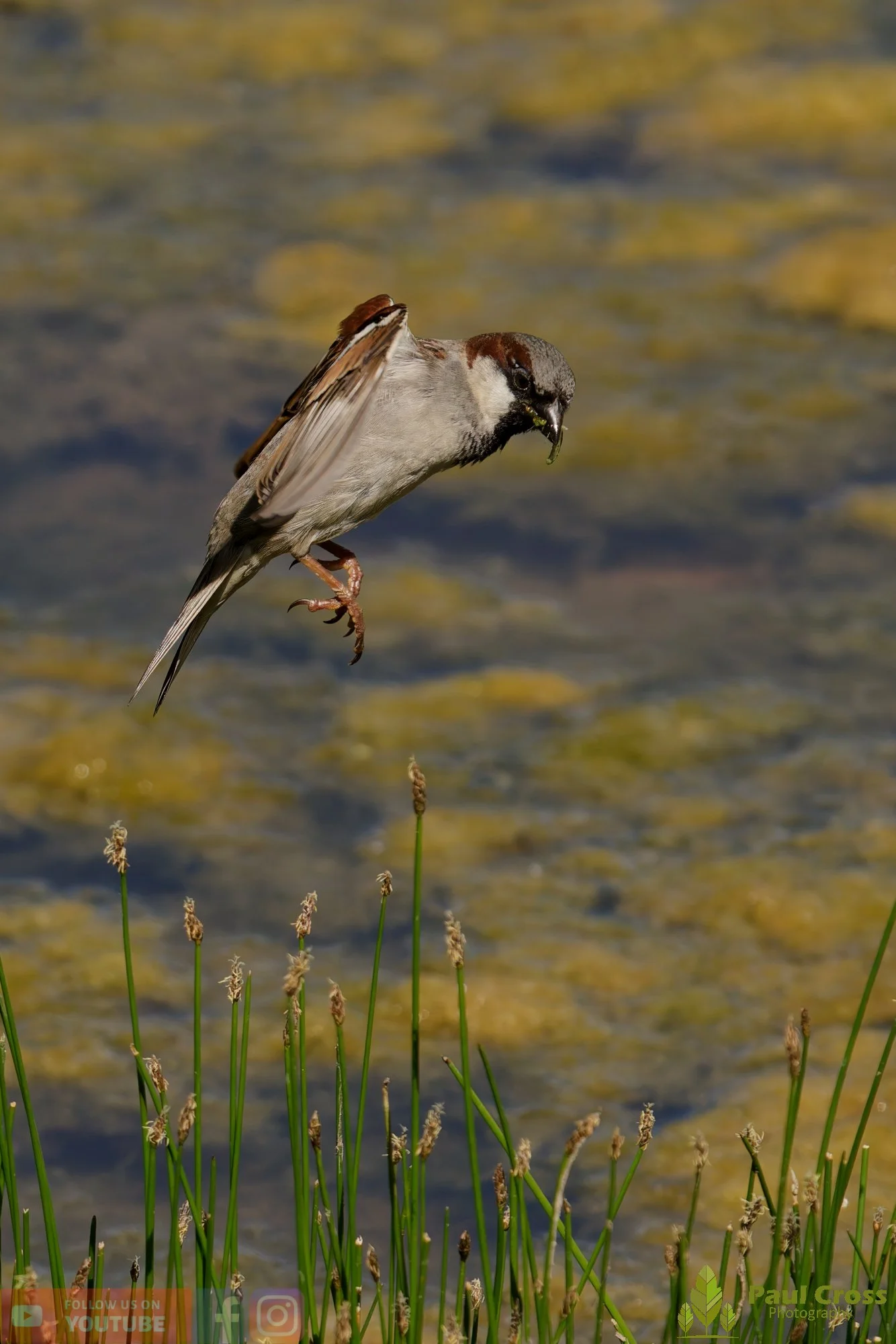 Sparrow-00124.jpg