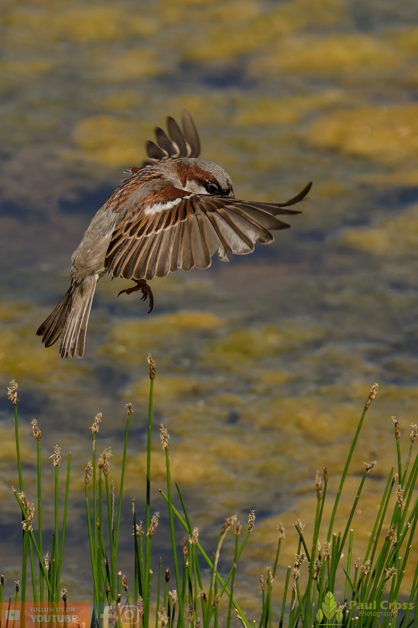 Sparrow-00125.jpg