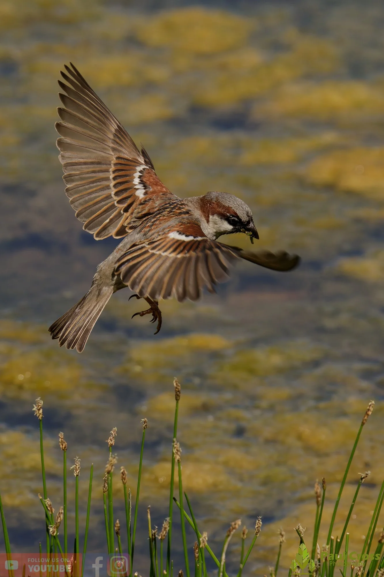 Sparrow-00126.jpg