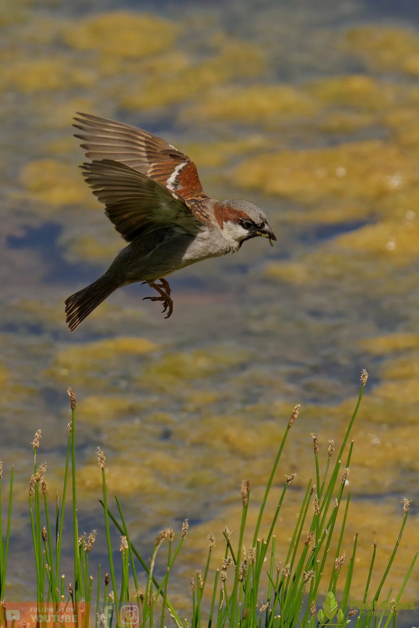 Sparrow-00127.jpg